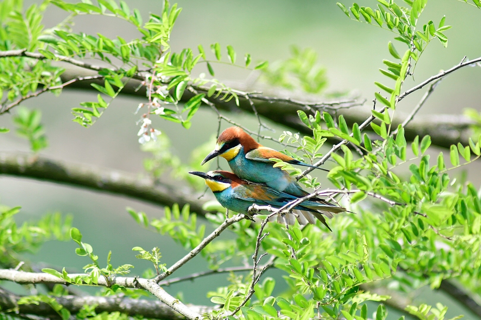 Colori dell'amore