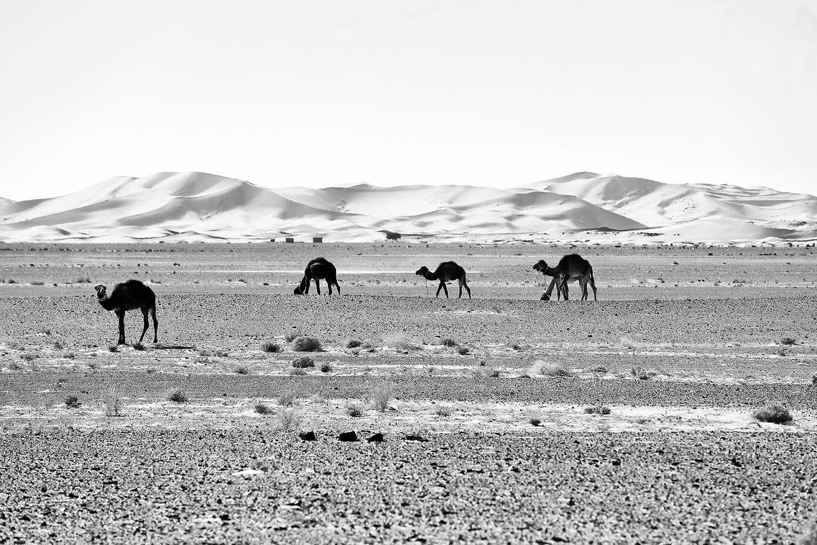 Erg Chebbi - le prime dune