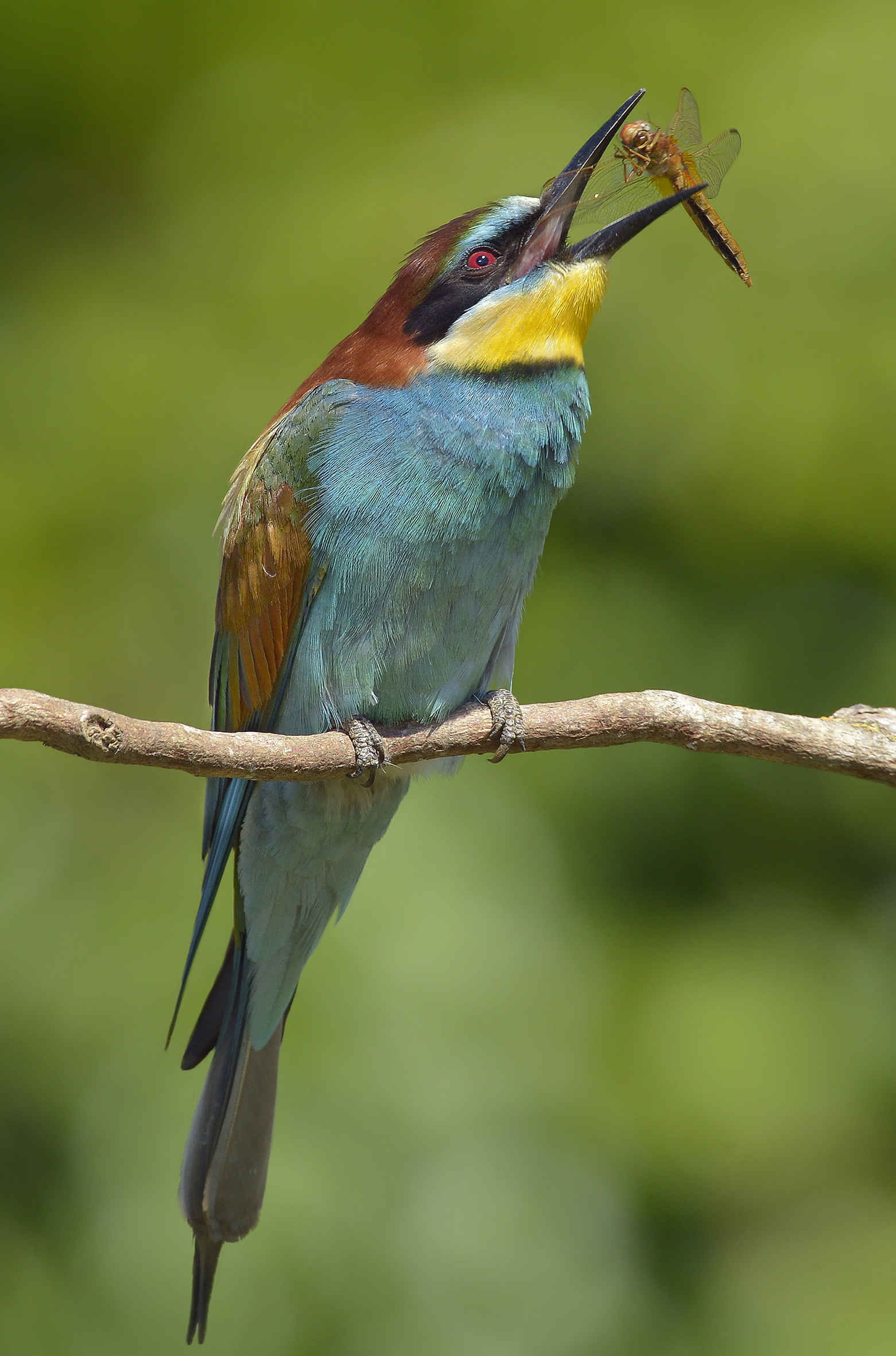 Il gruccione e la libellula.