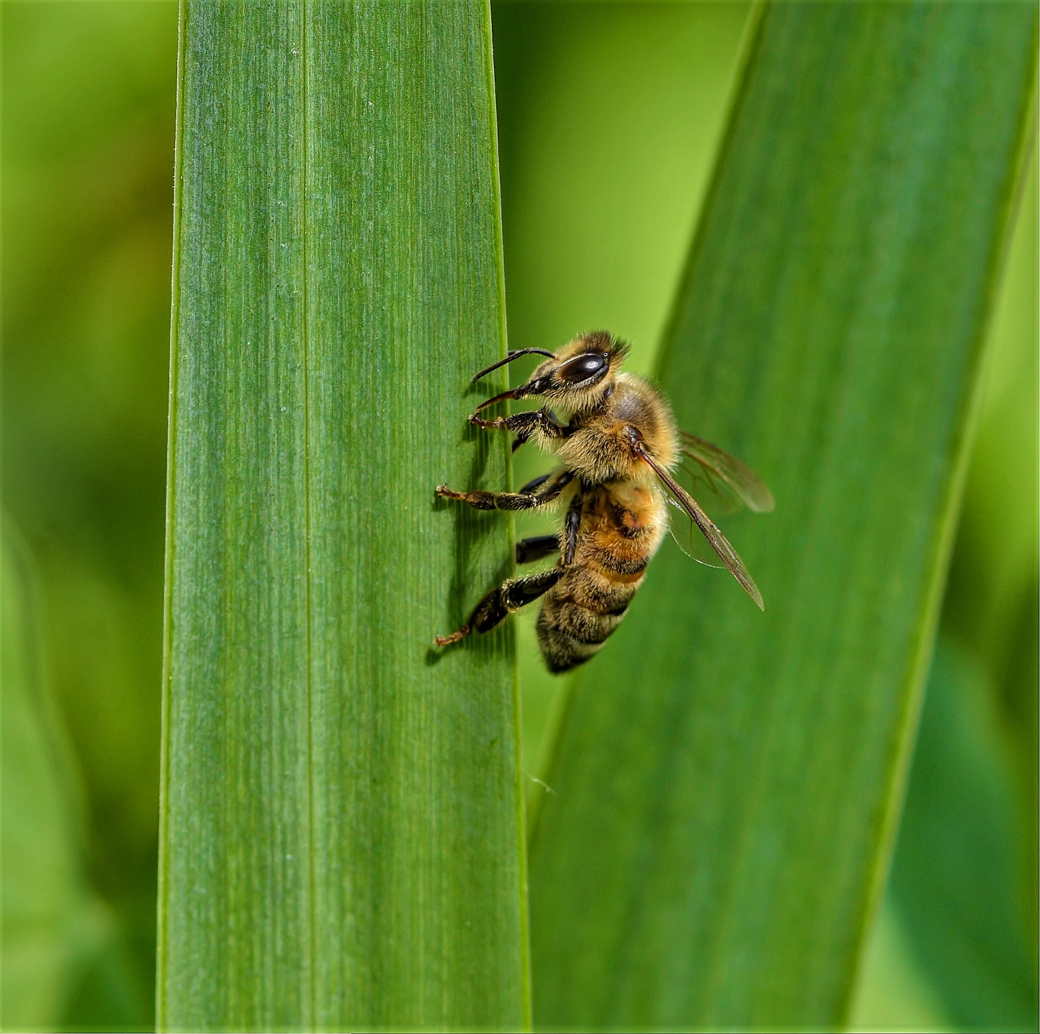 Apetta a mano libera