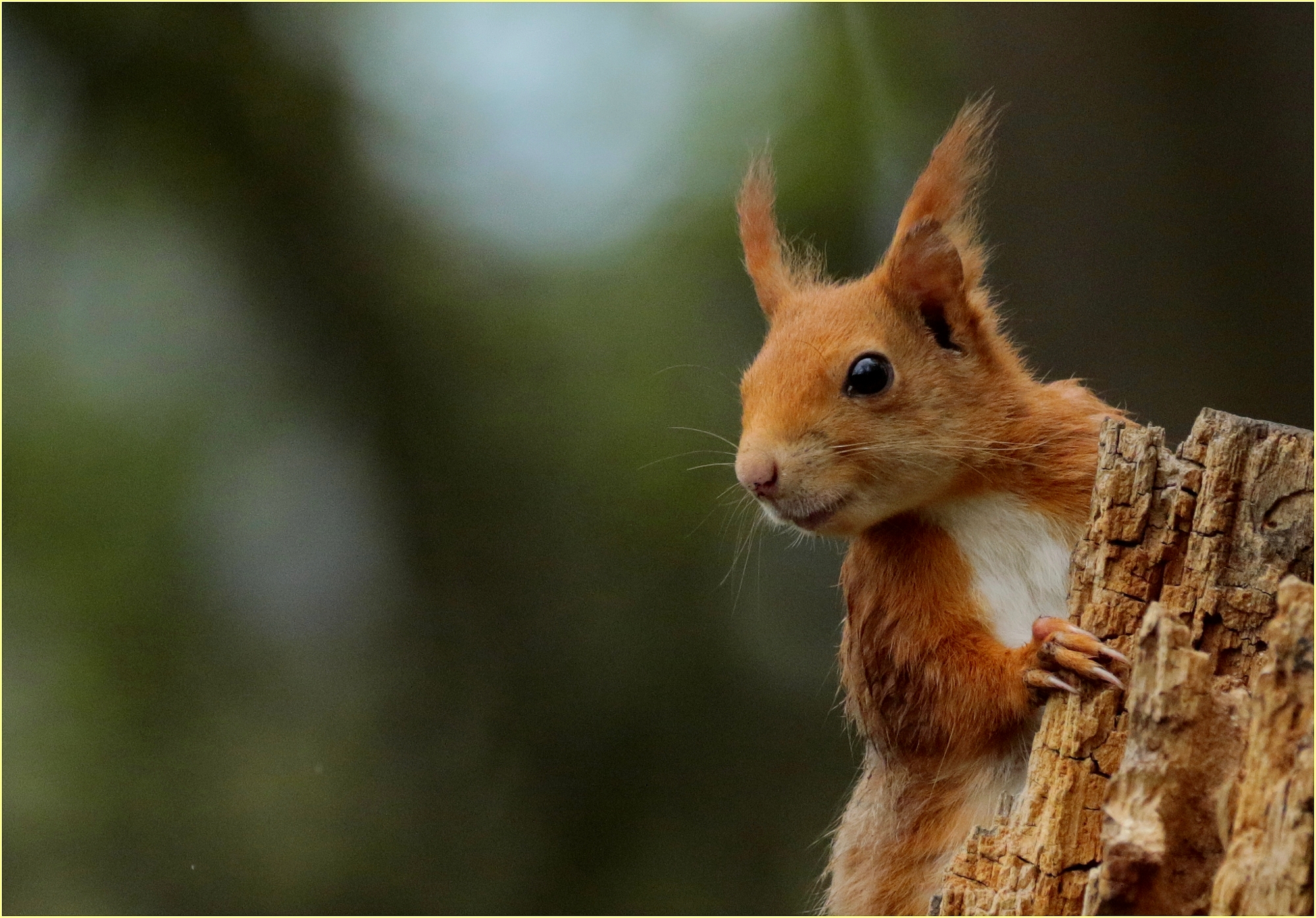 ,, the queen of the woods,,