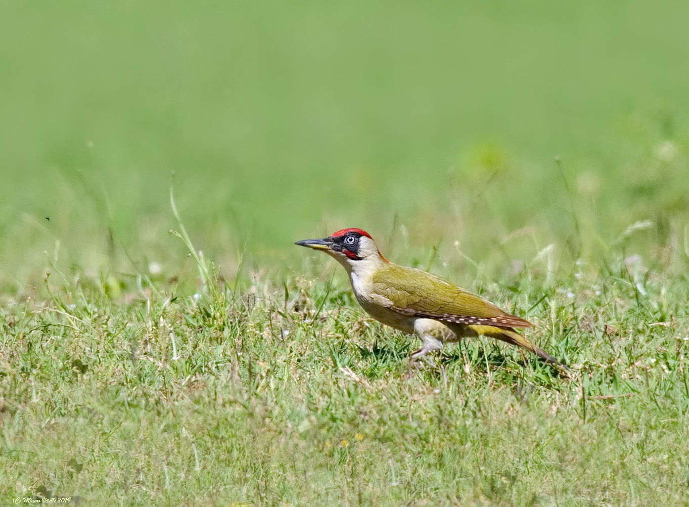 Male Green Woodpecker (Picus viridis)
