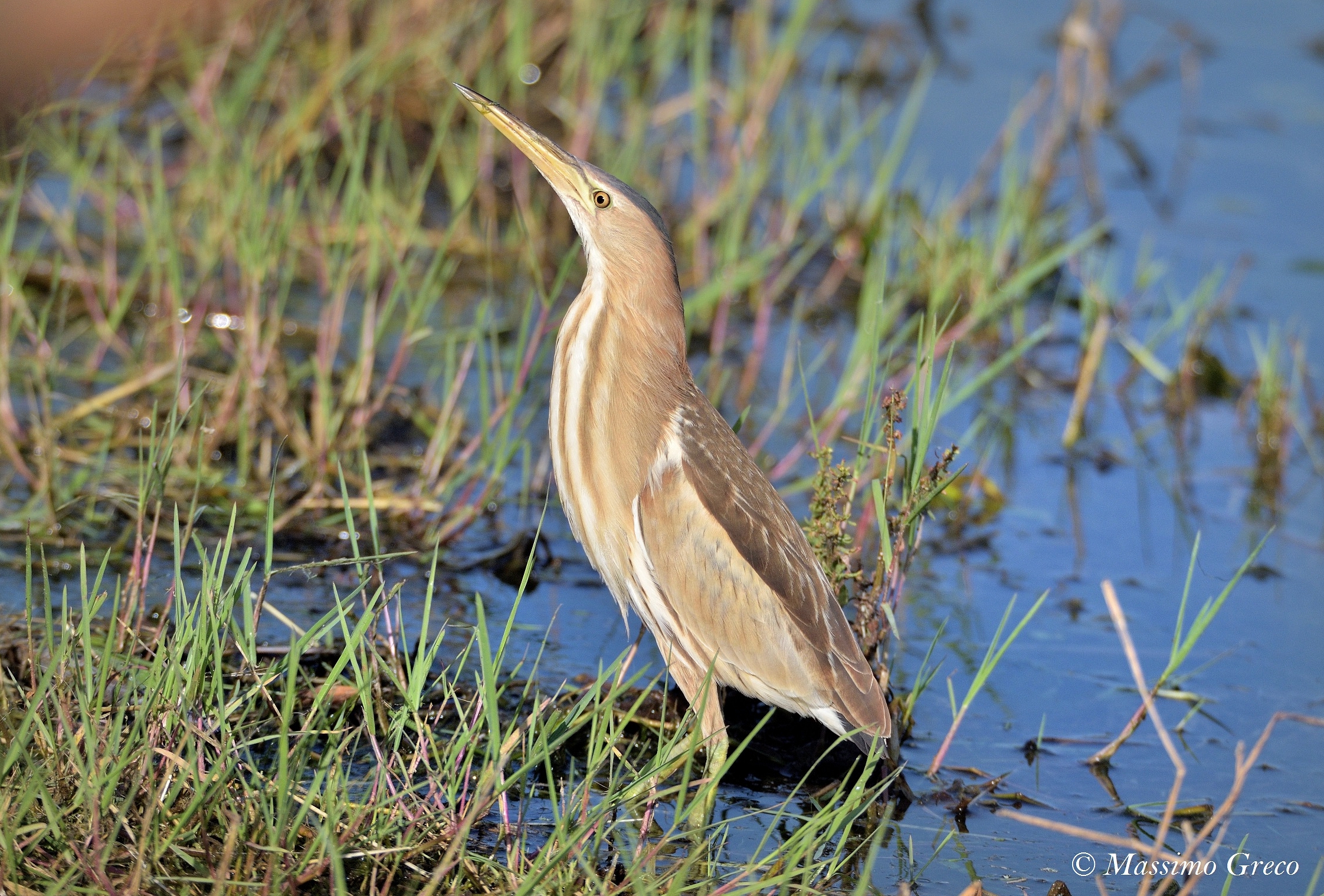 Tarabusino (Ixobrychus minutus)
