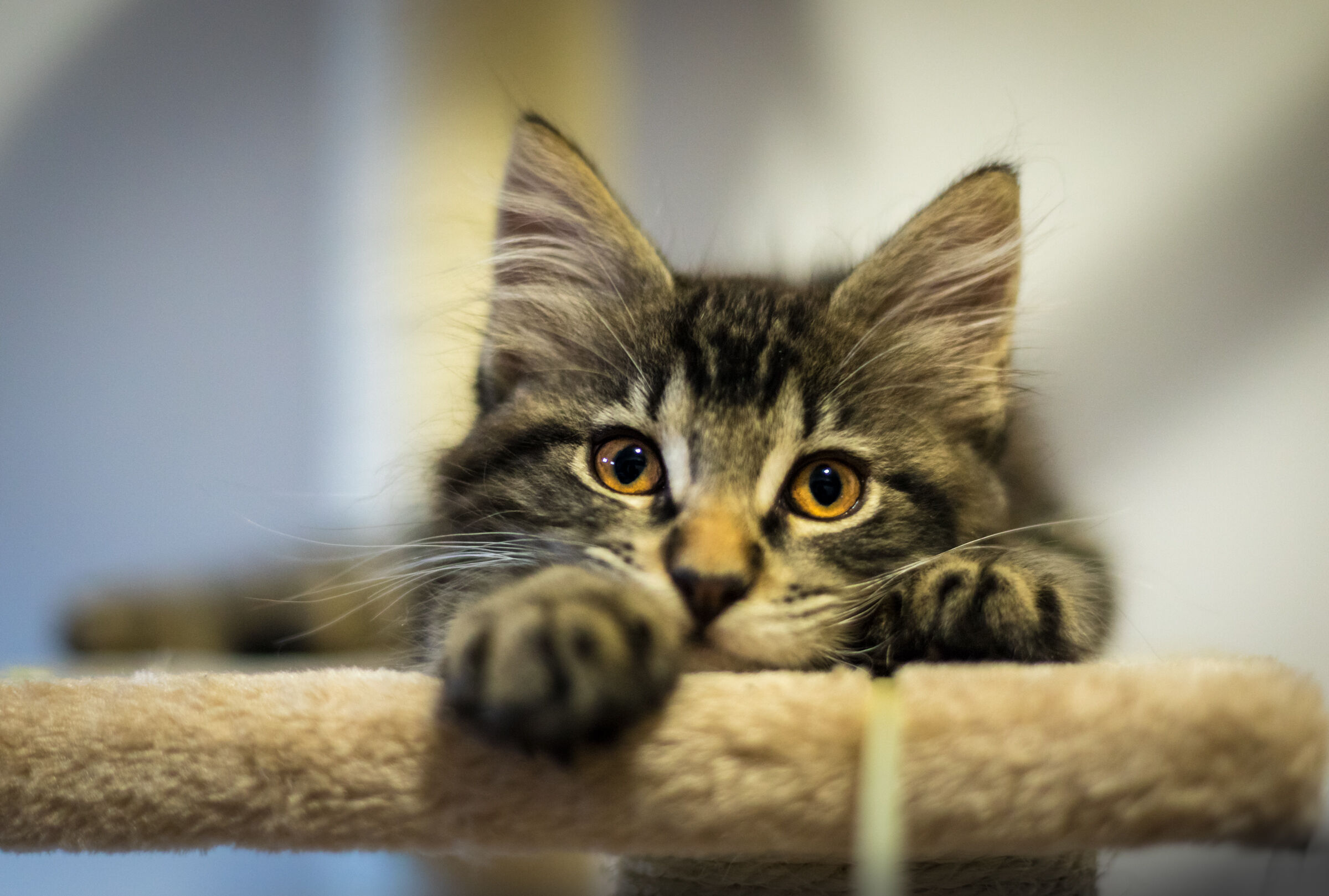 Artù, 11 settimane 1.6 kg