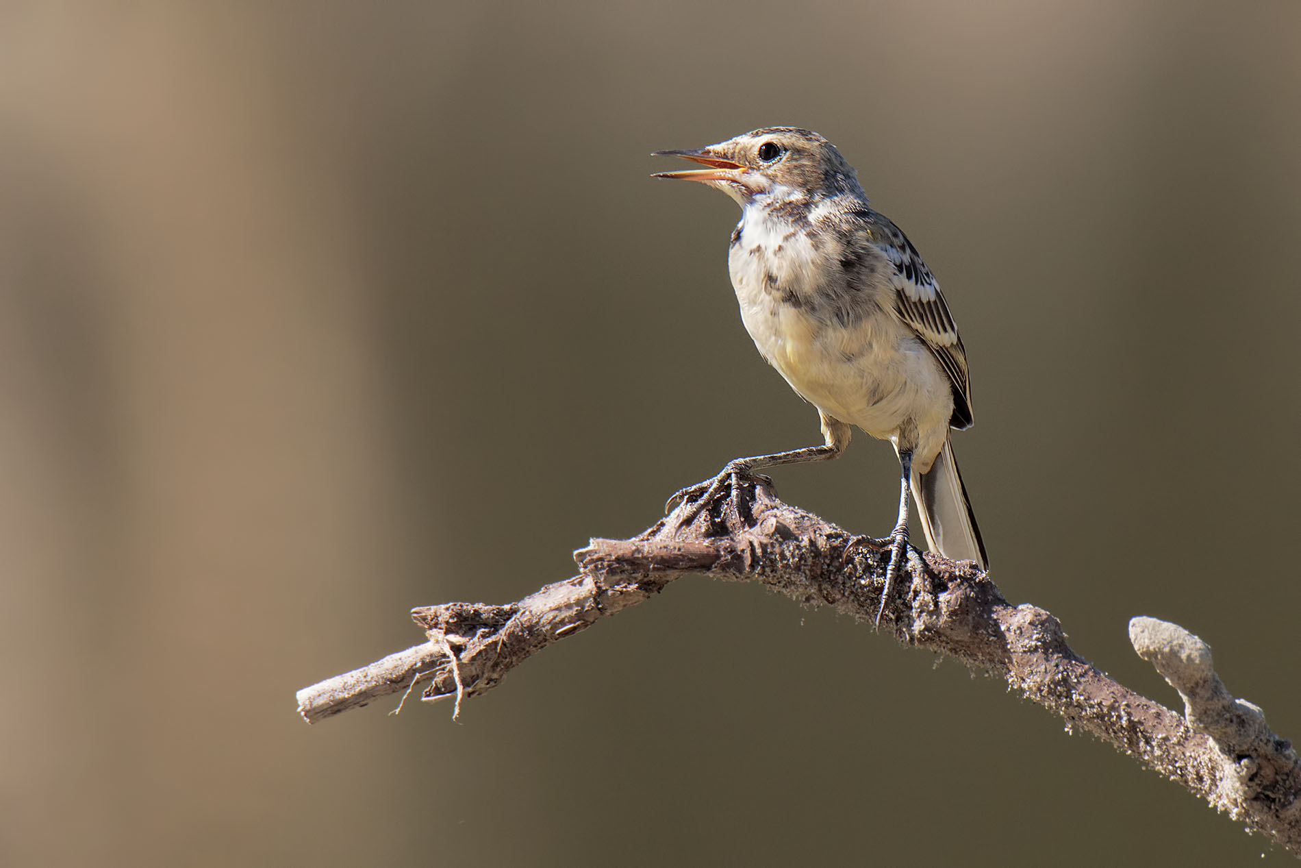 Yellow ballerina juvenes