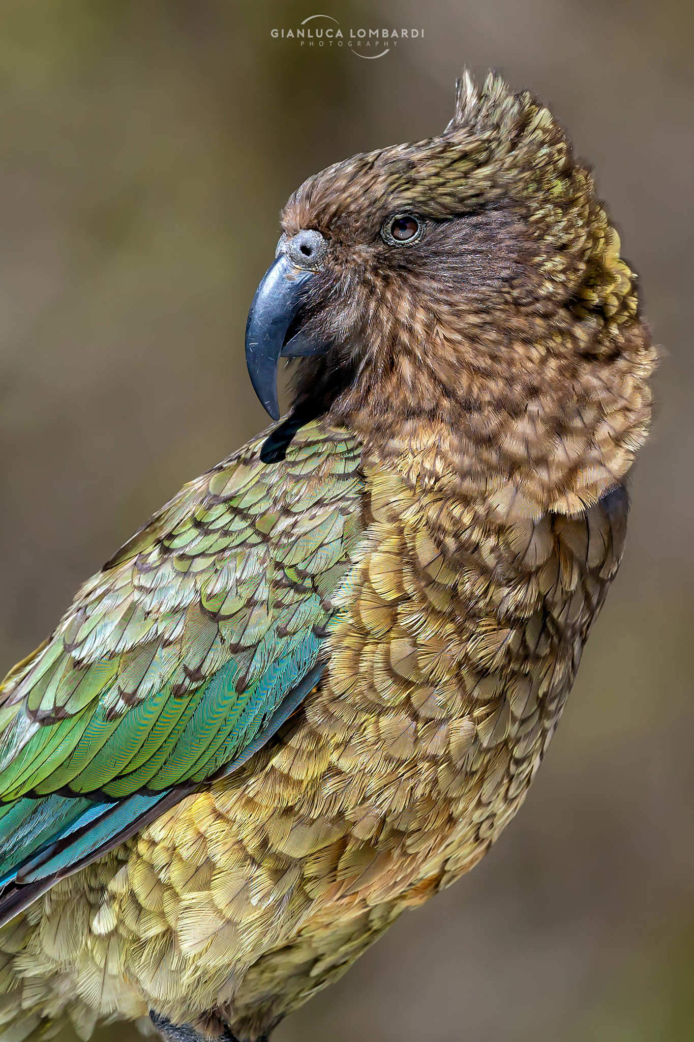 Kea (Nestor notabilis)