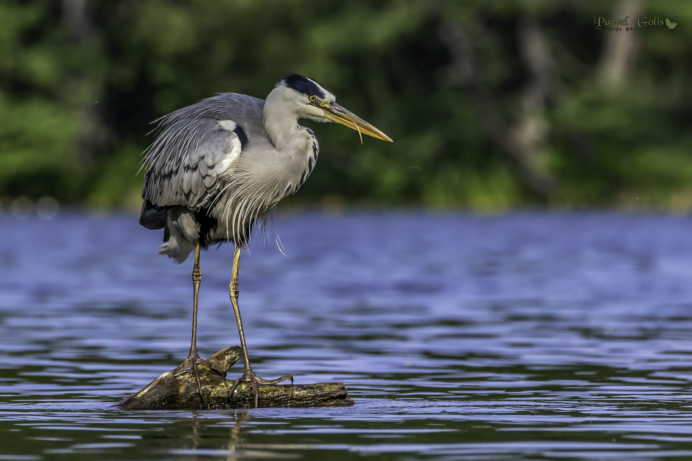 Grey heron (Ardea cinerea)