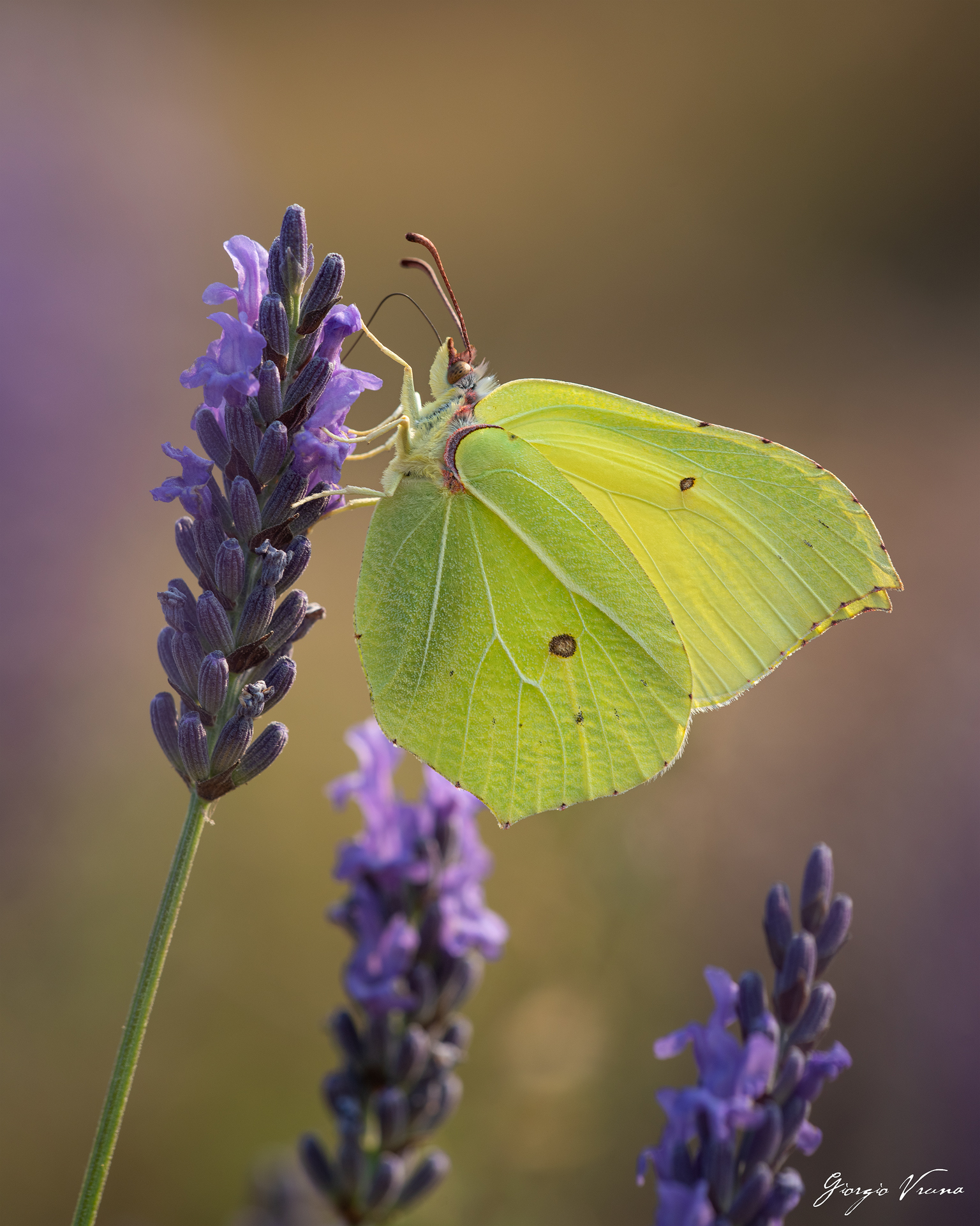 Gonepteryx cleopatra