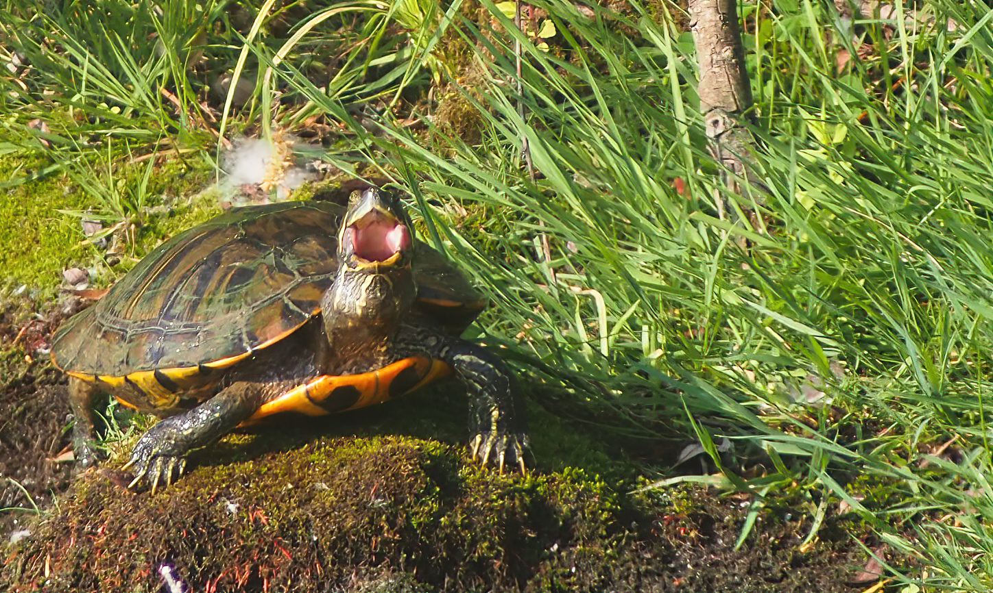 The Roar of the Swamp