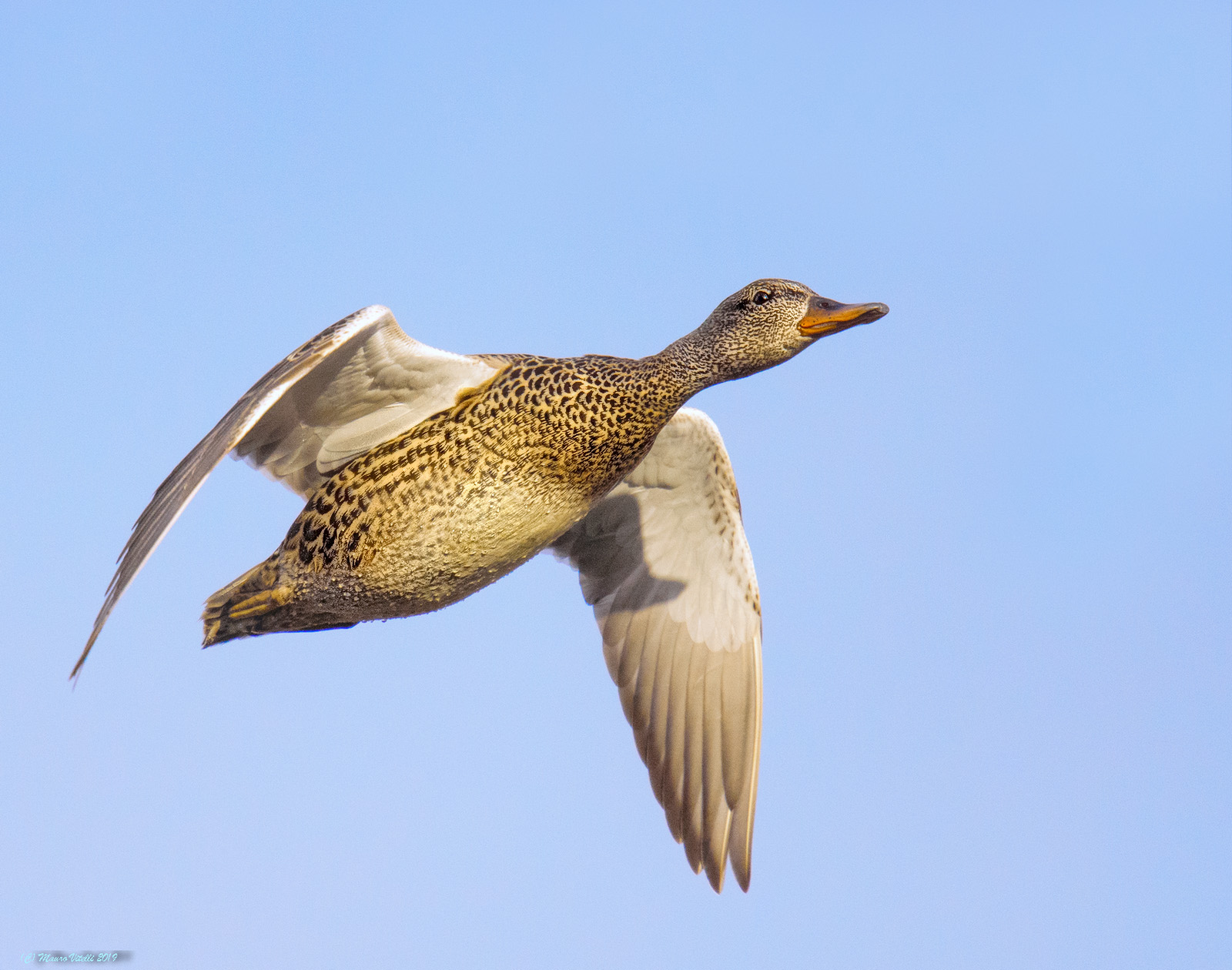 Female Song (Anas strepera)