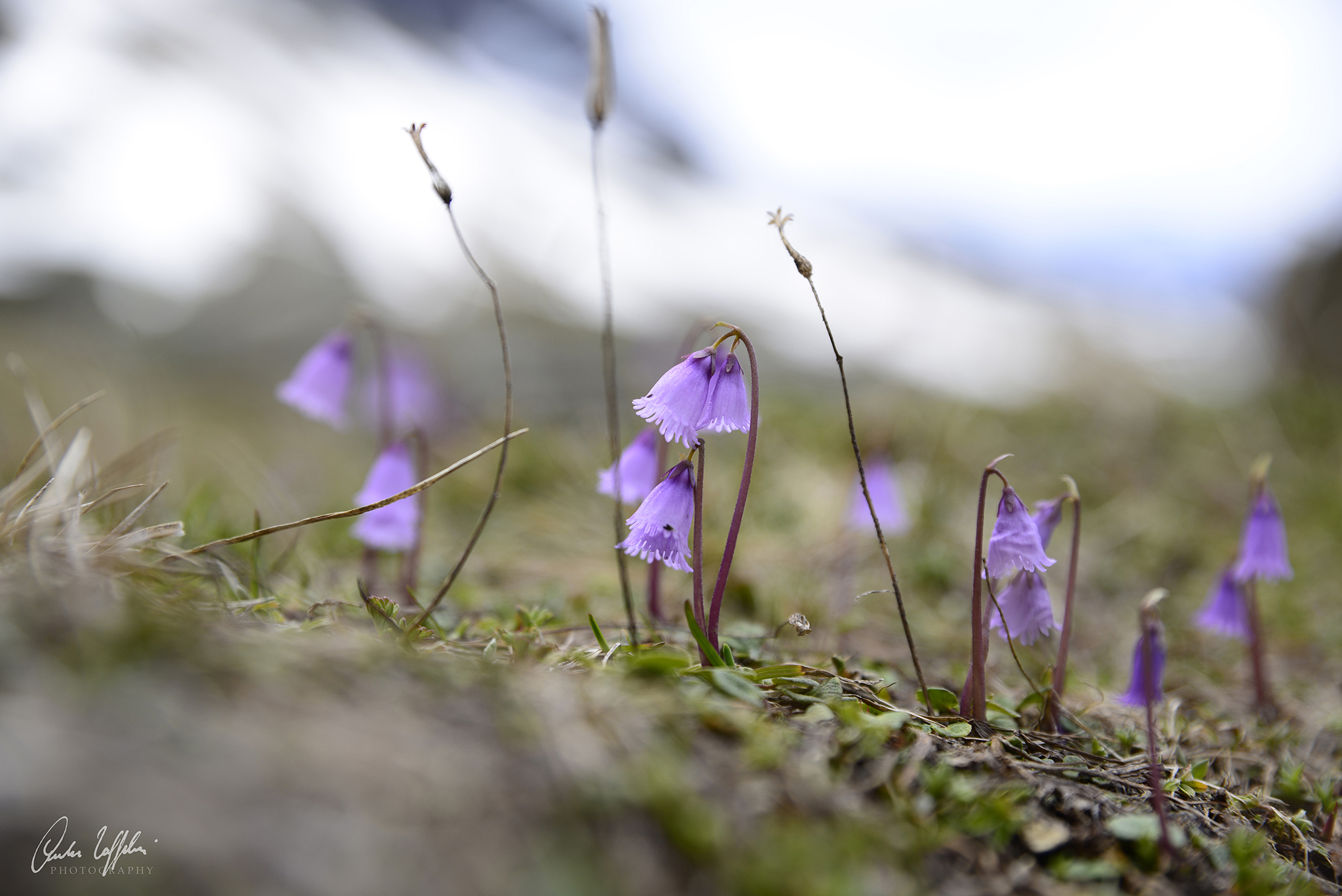 Soldanella alpina