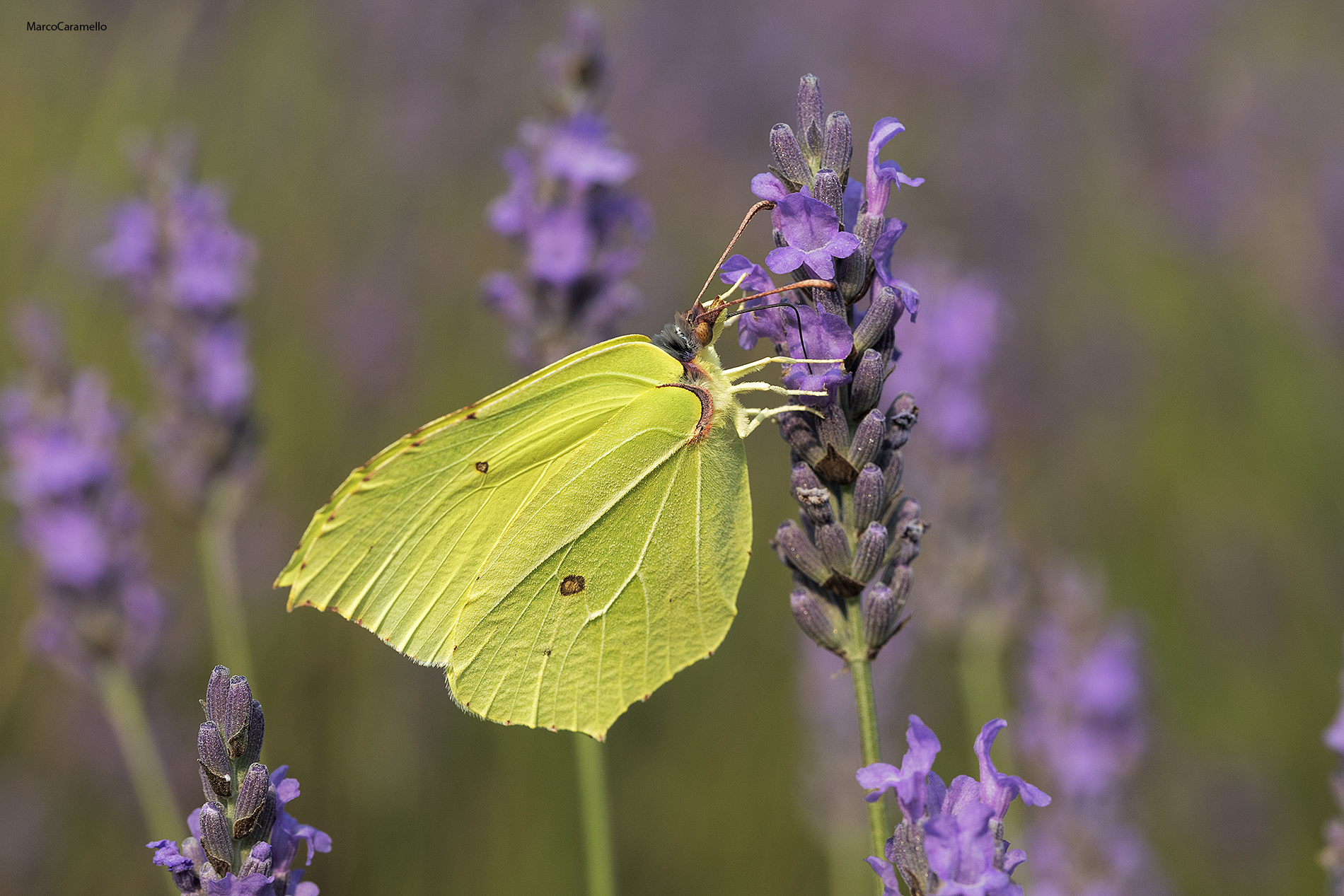 Gonepteryx cleopatra...