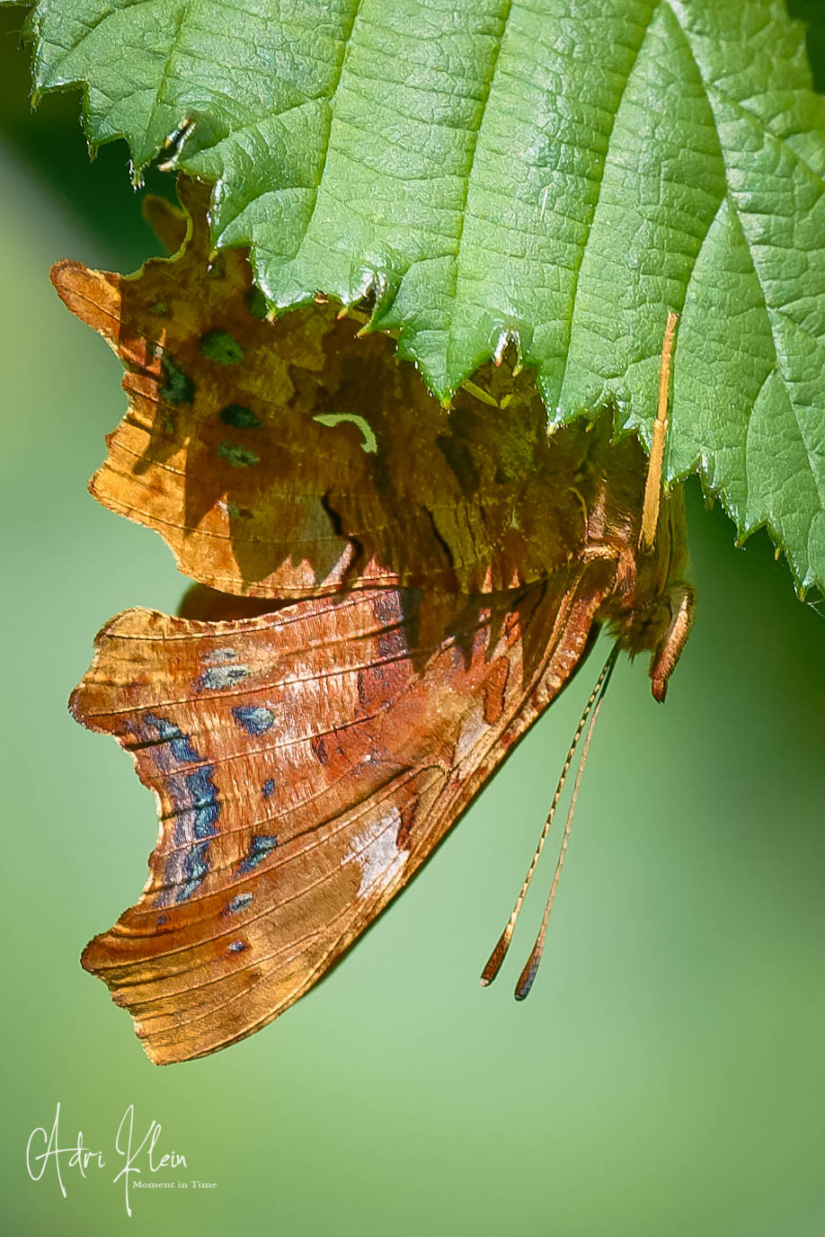 Upside down ( comma)