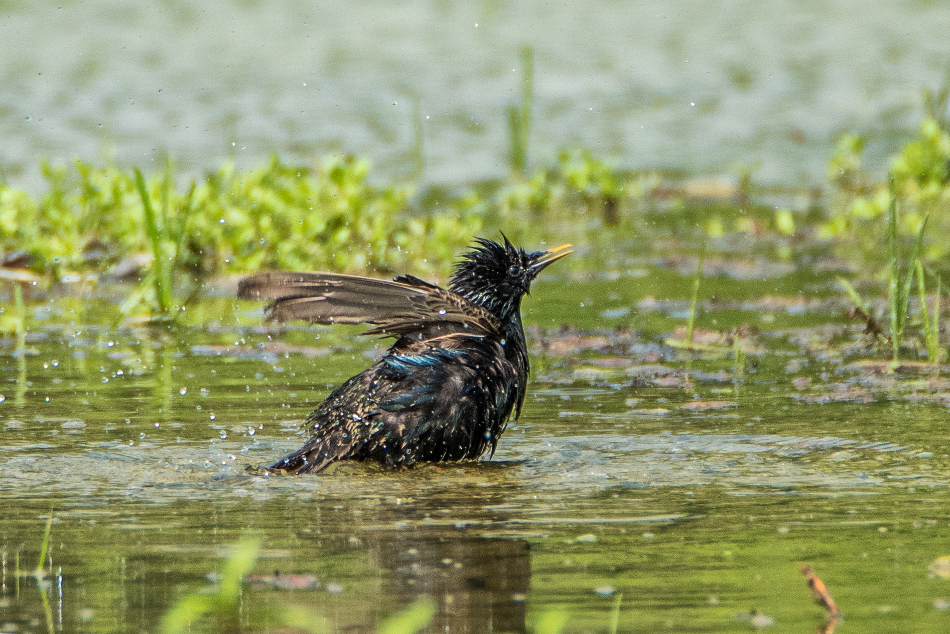 Storno fa il bagnetto