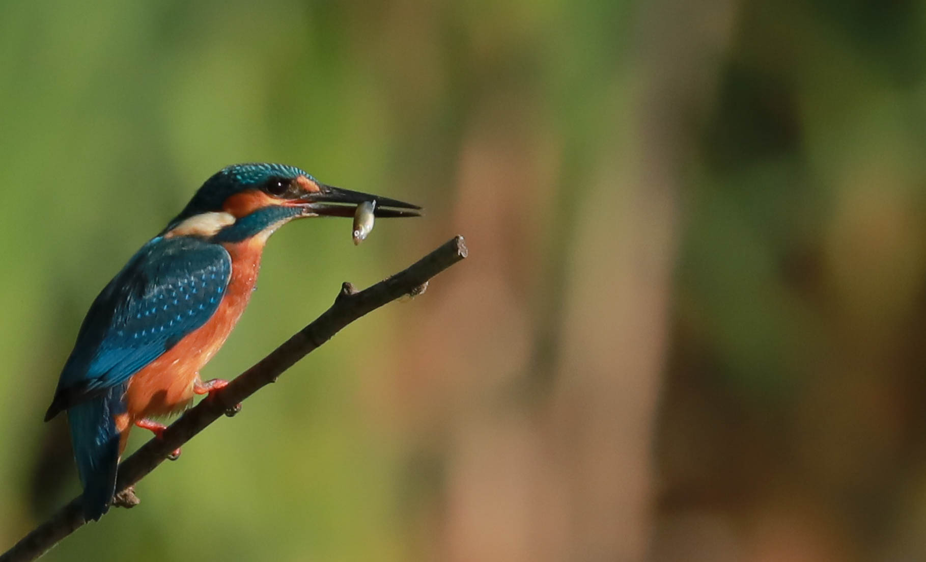 martinpescatore