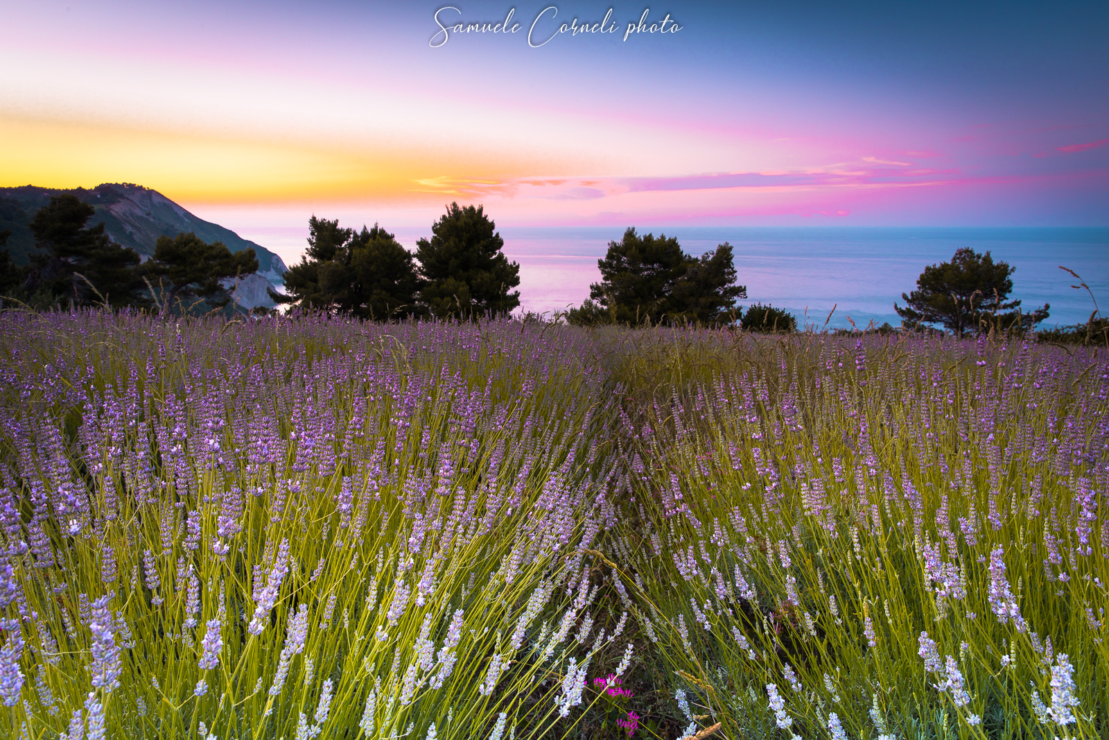 la lavanda di portonovo
