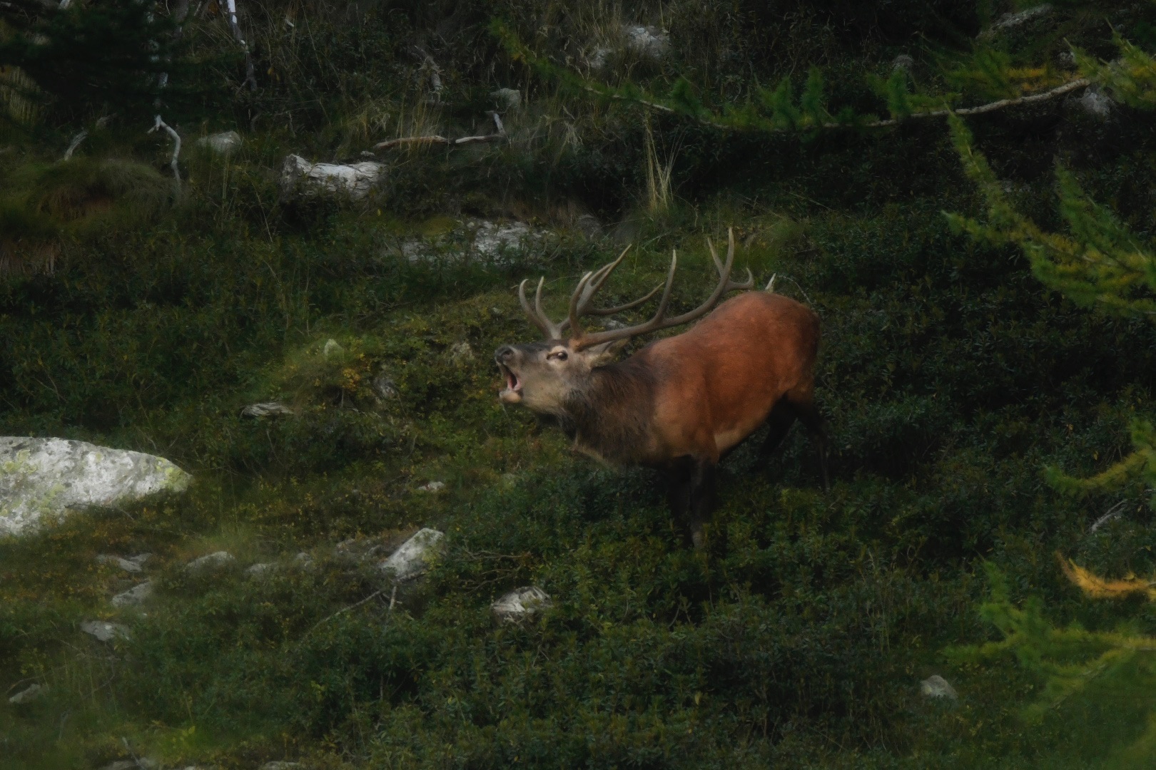 Cervo