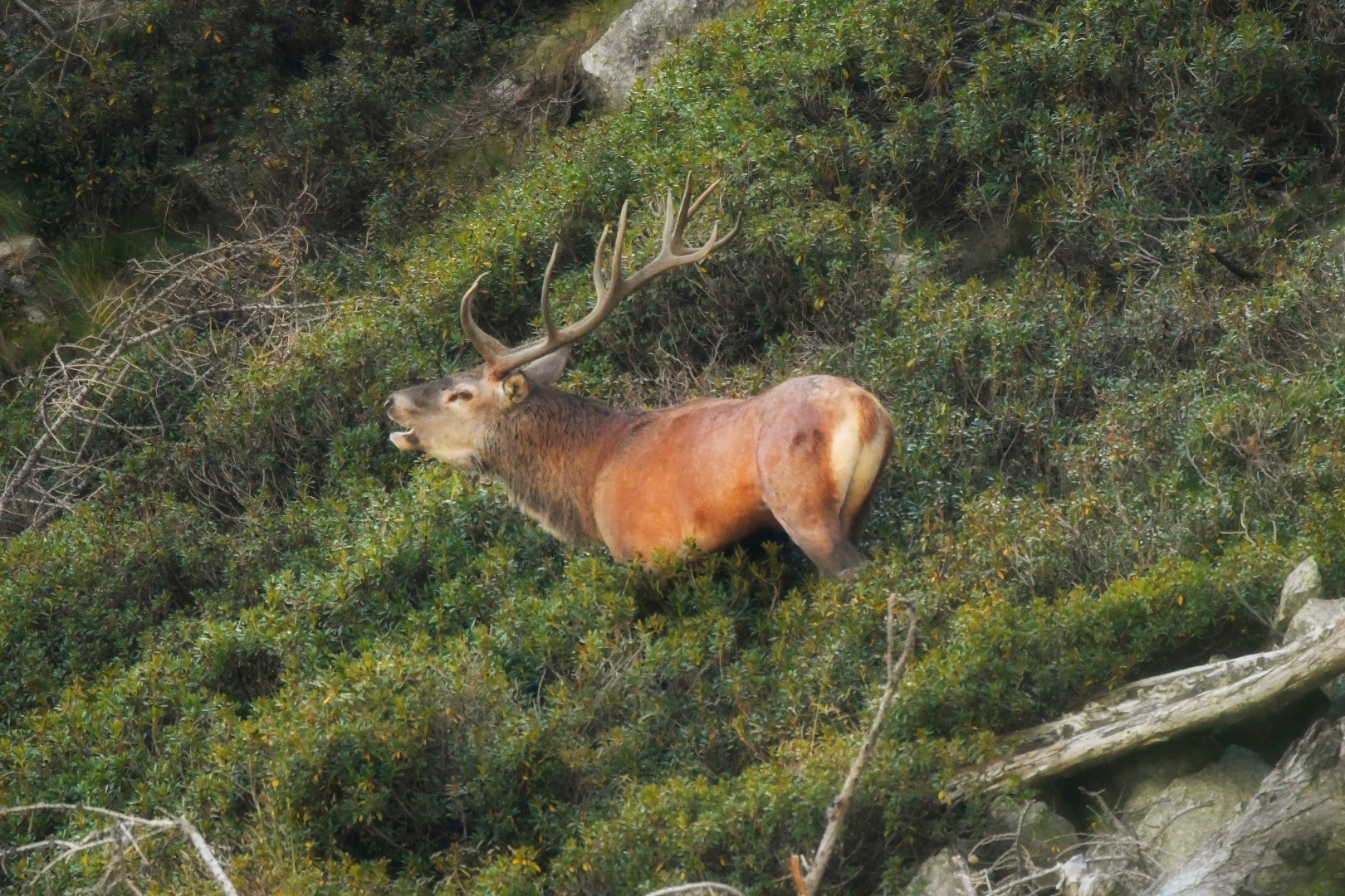 Bramito