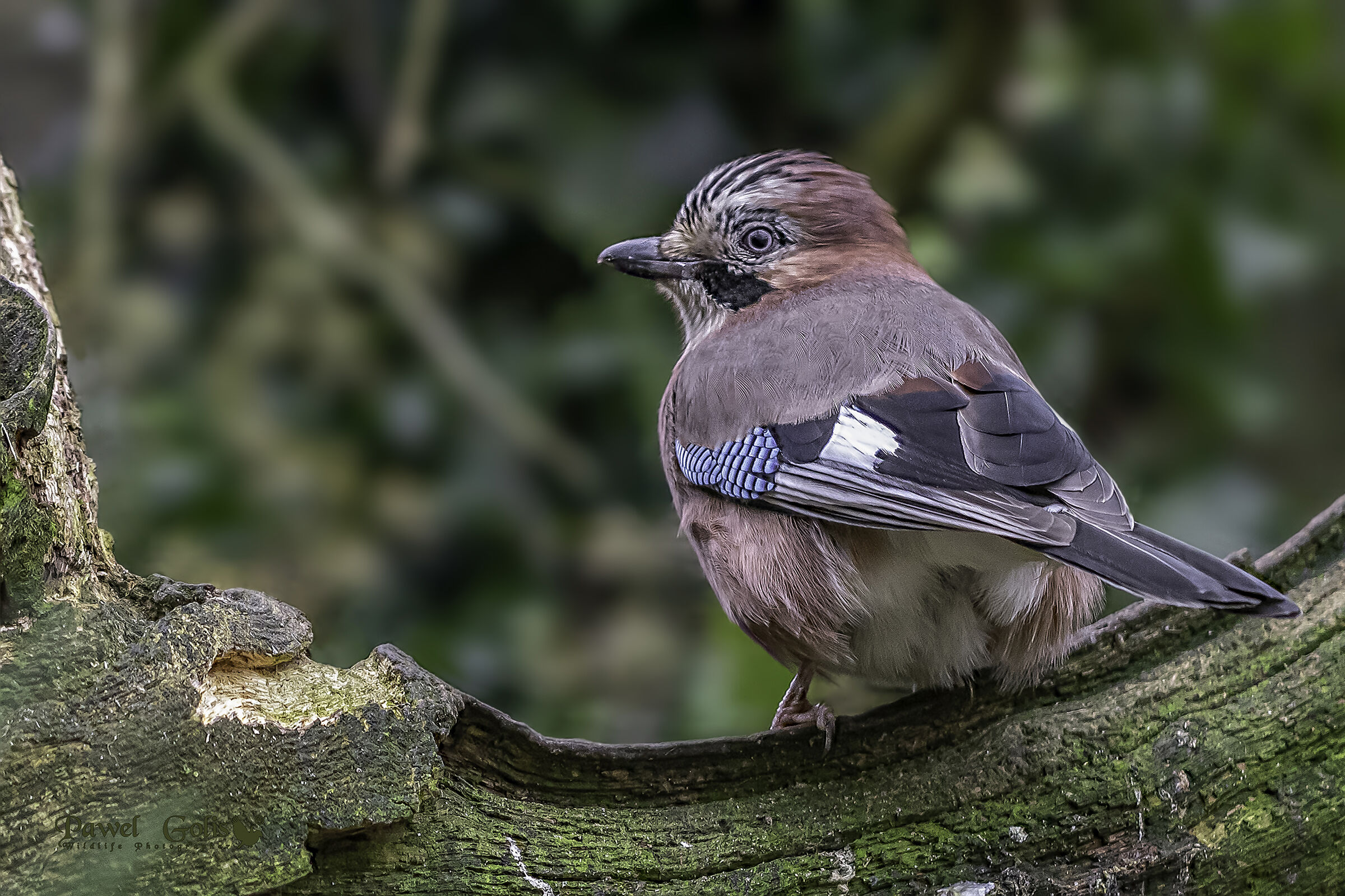 Ghiandaia eurasiatica (Garrulus glandarius)