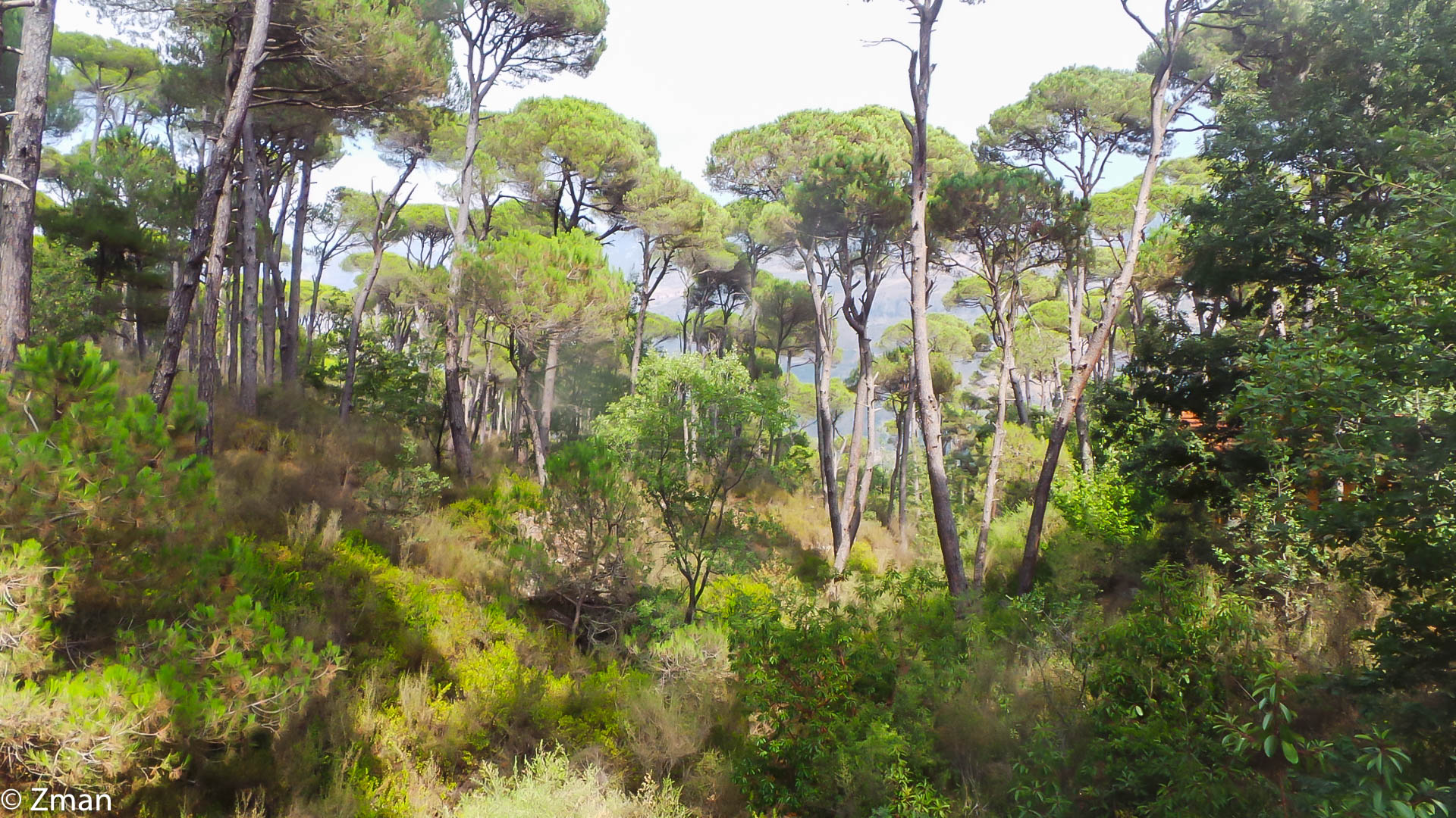 Alberi di pino Bkaseen