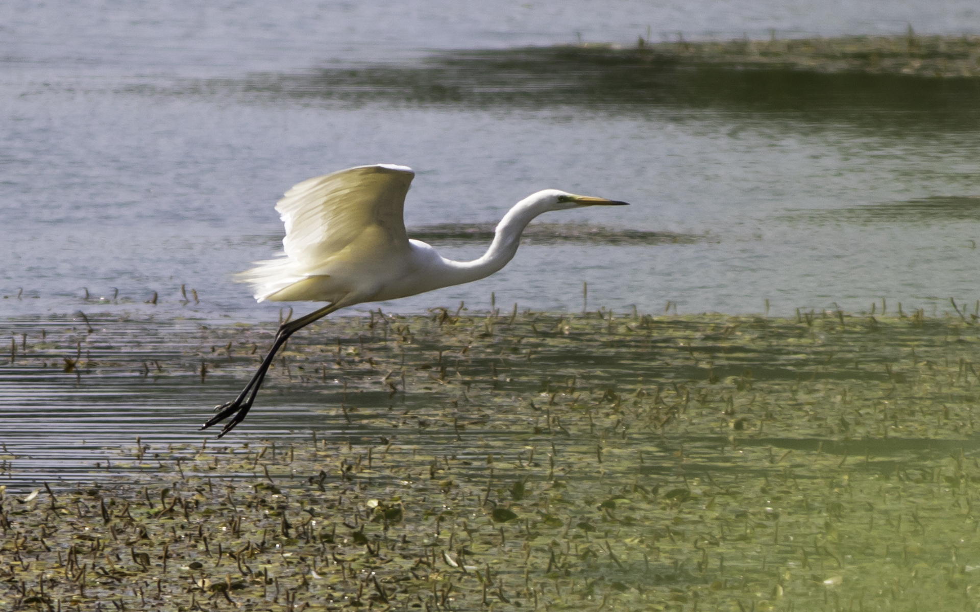 Airone bianco maggiore - Parco delle Folaghe 06.19