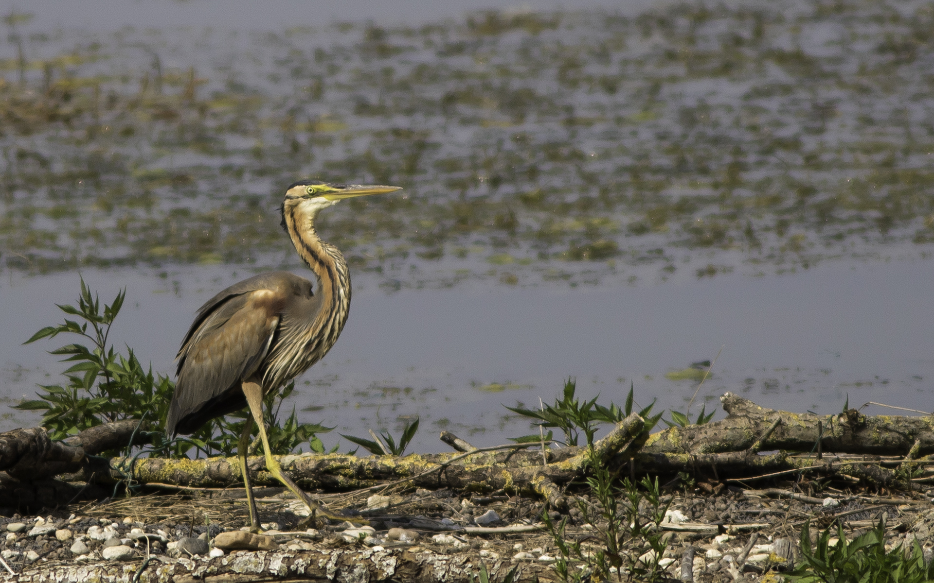 Airone rosso - Parco delle Folaghe 06.19