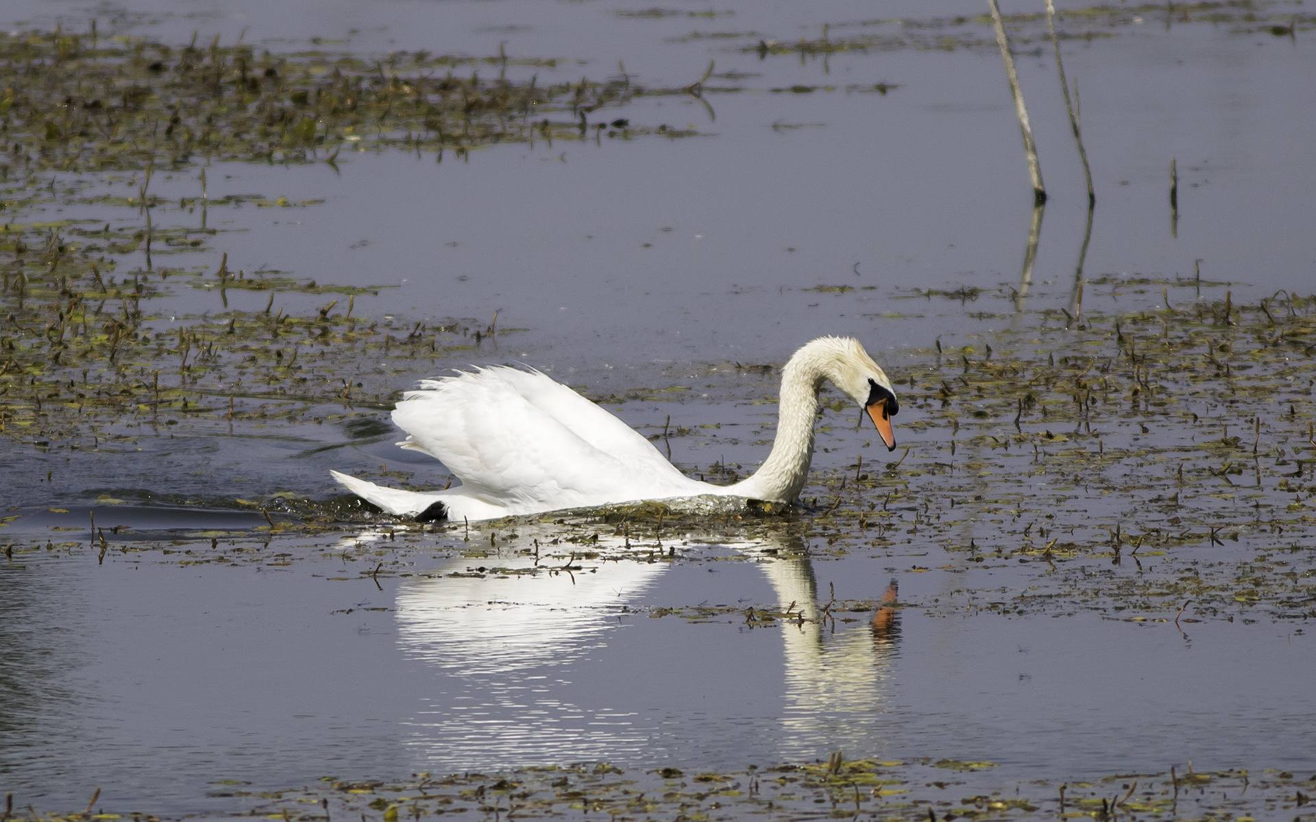 Cigno - Parco delle Folaghe 06.19