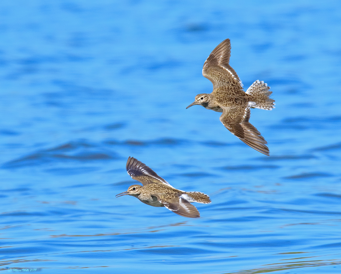 Small Pyro (Actitis hypoleucos)