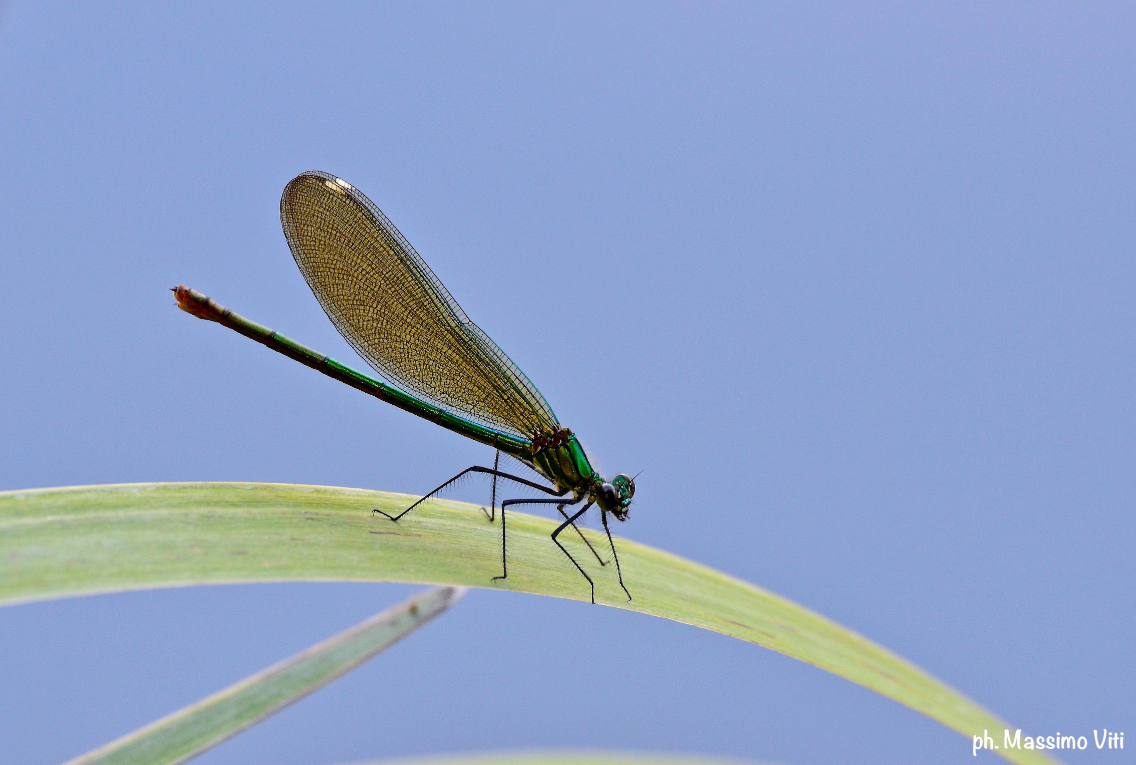 Common shining ( Calopterix shines )