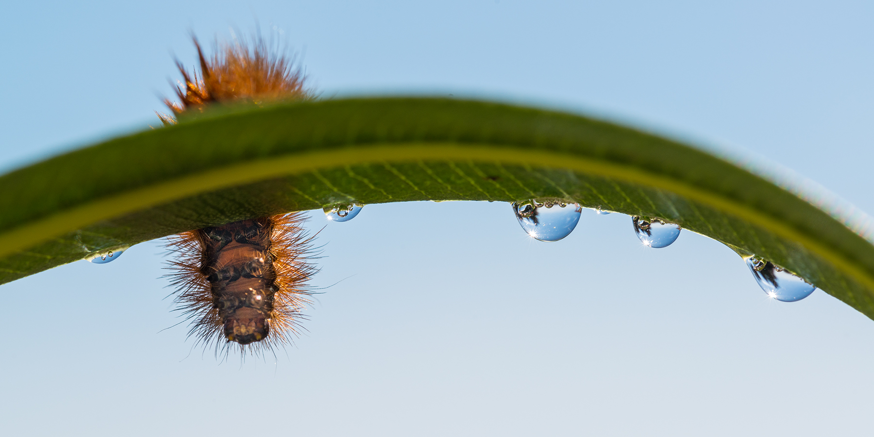 Hairy caterpillar