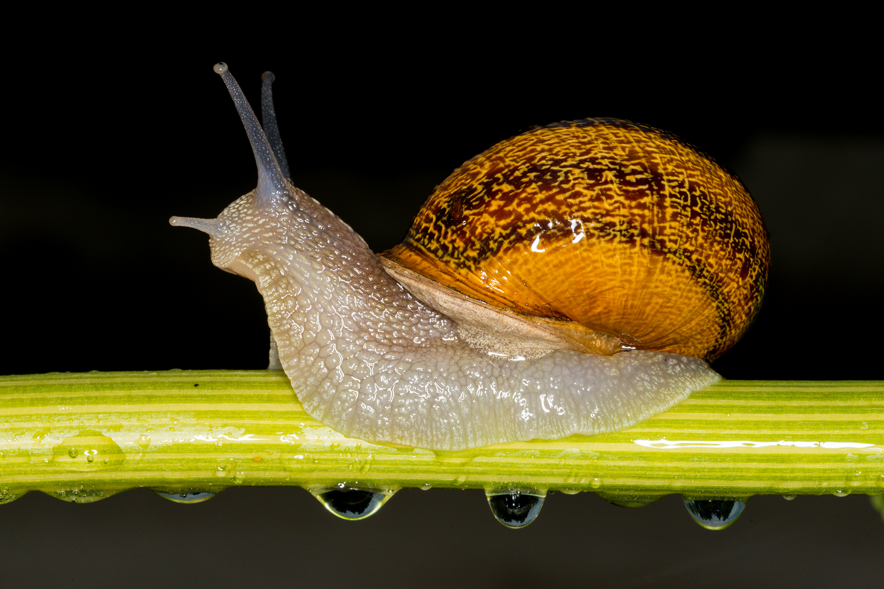 Snail