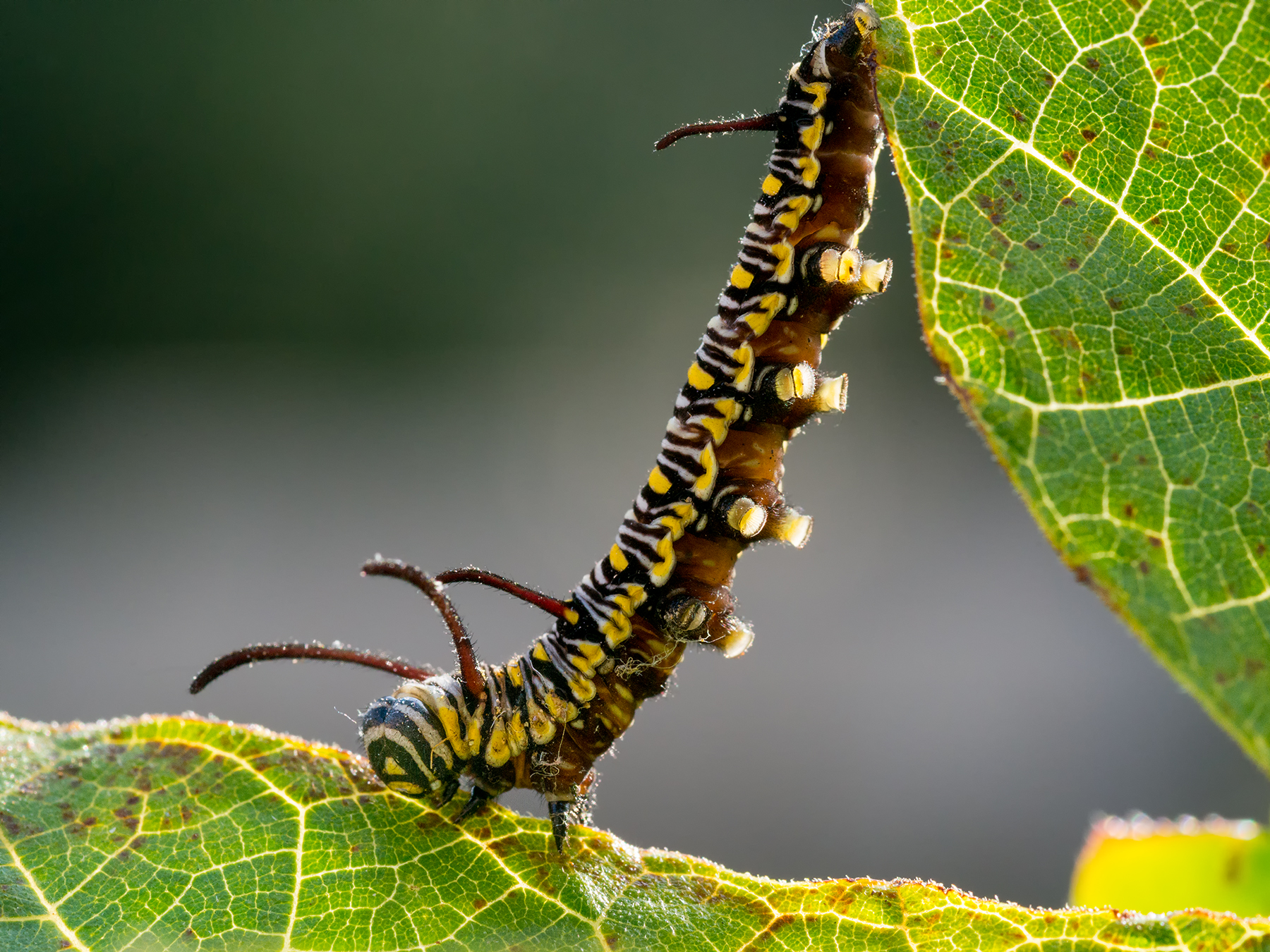 Colorful caterpillar