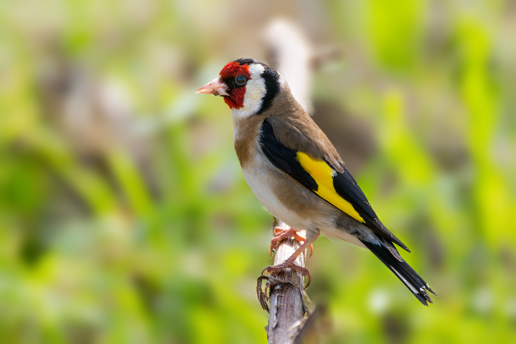 Goldfinch