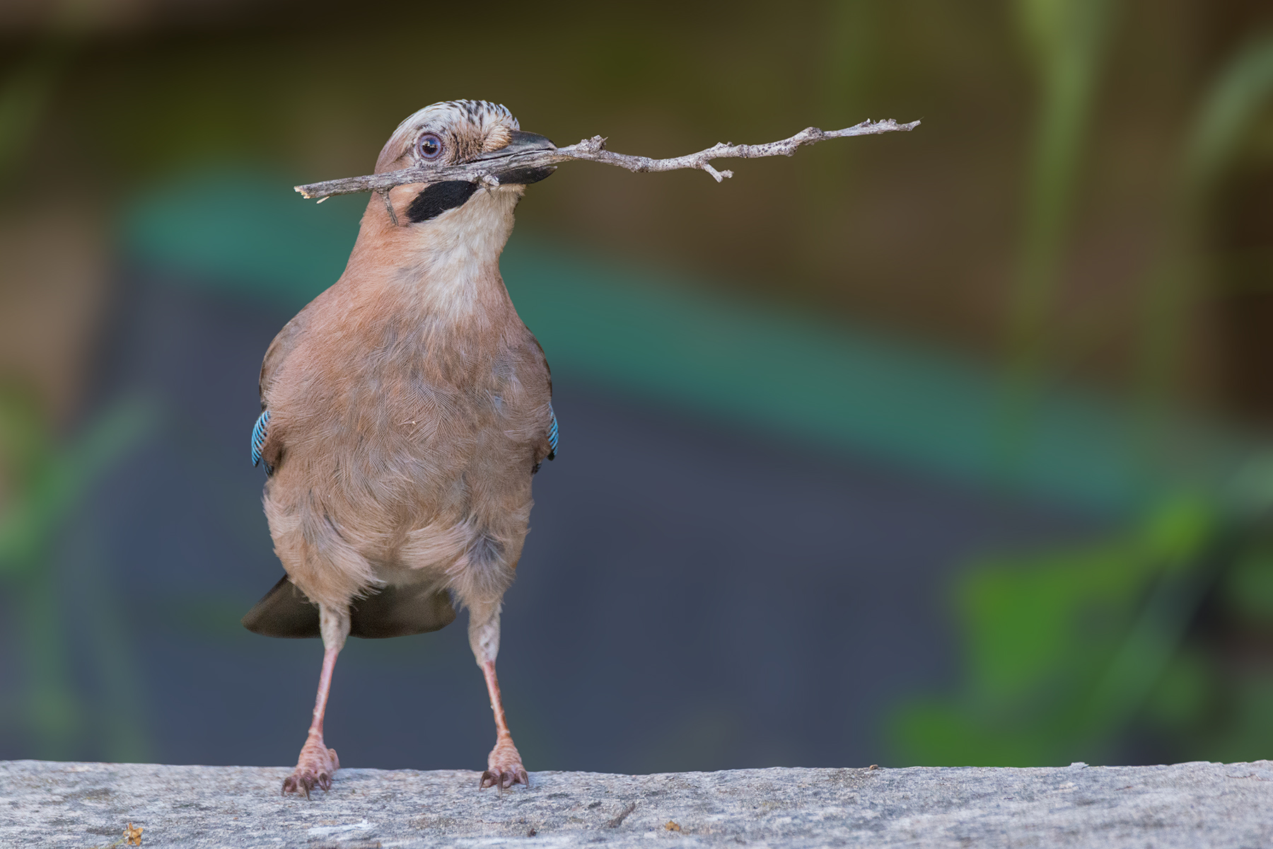 Acorn with twig for the construction of the nest