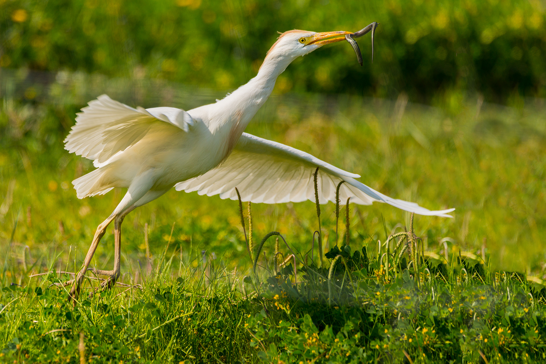 Airone Guardabuoi con preda