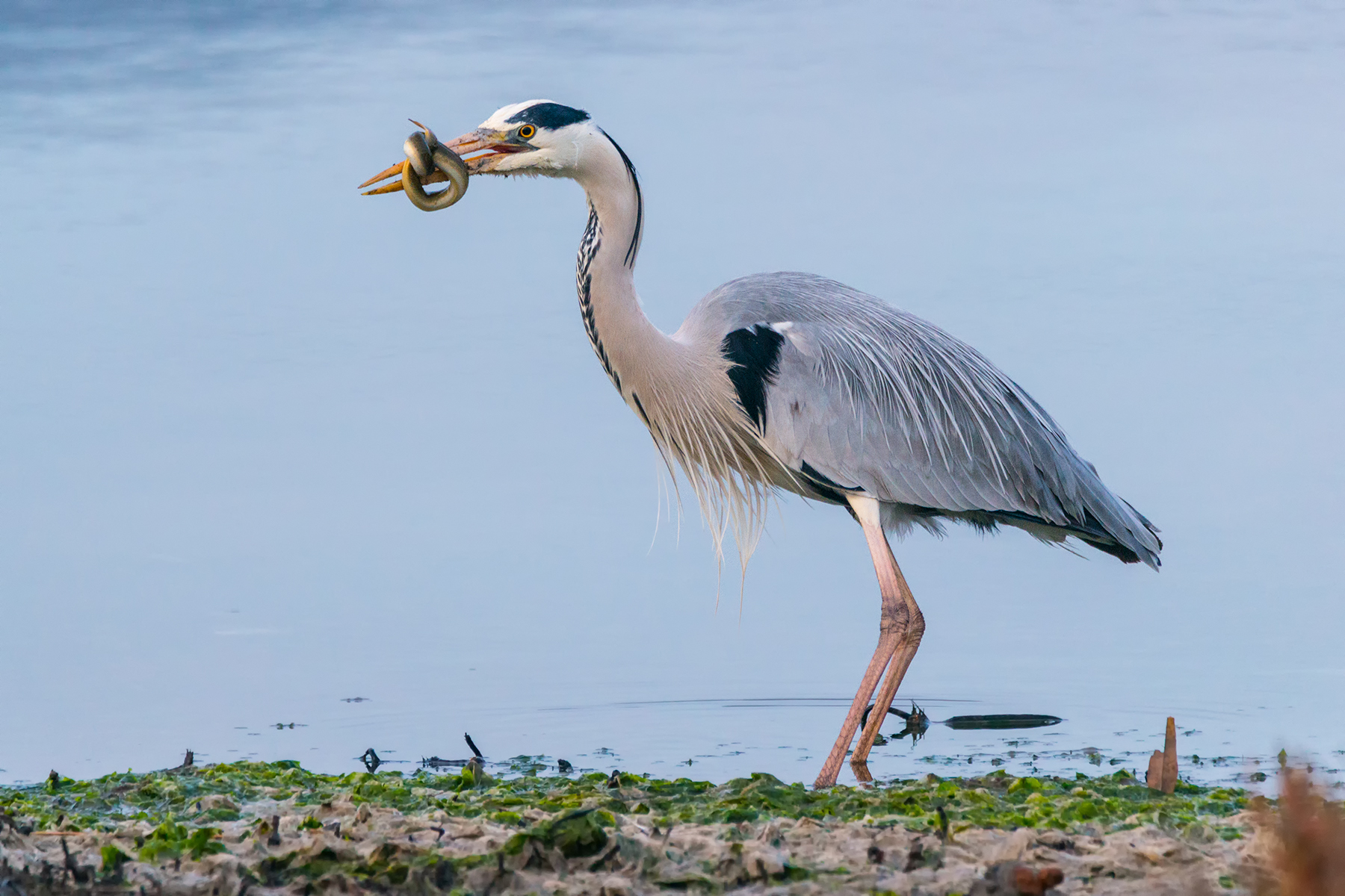 Ashes heron with Eel