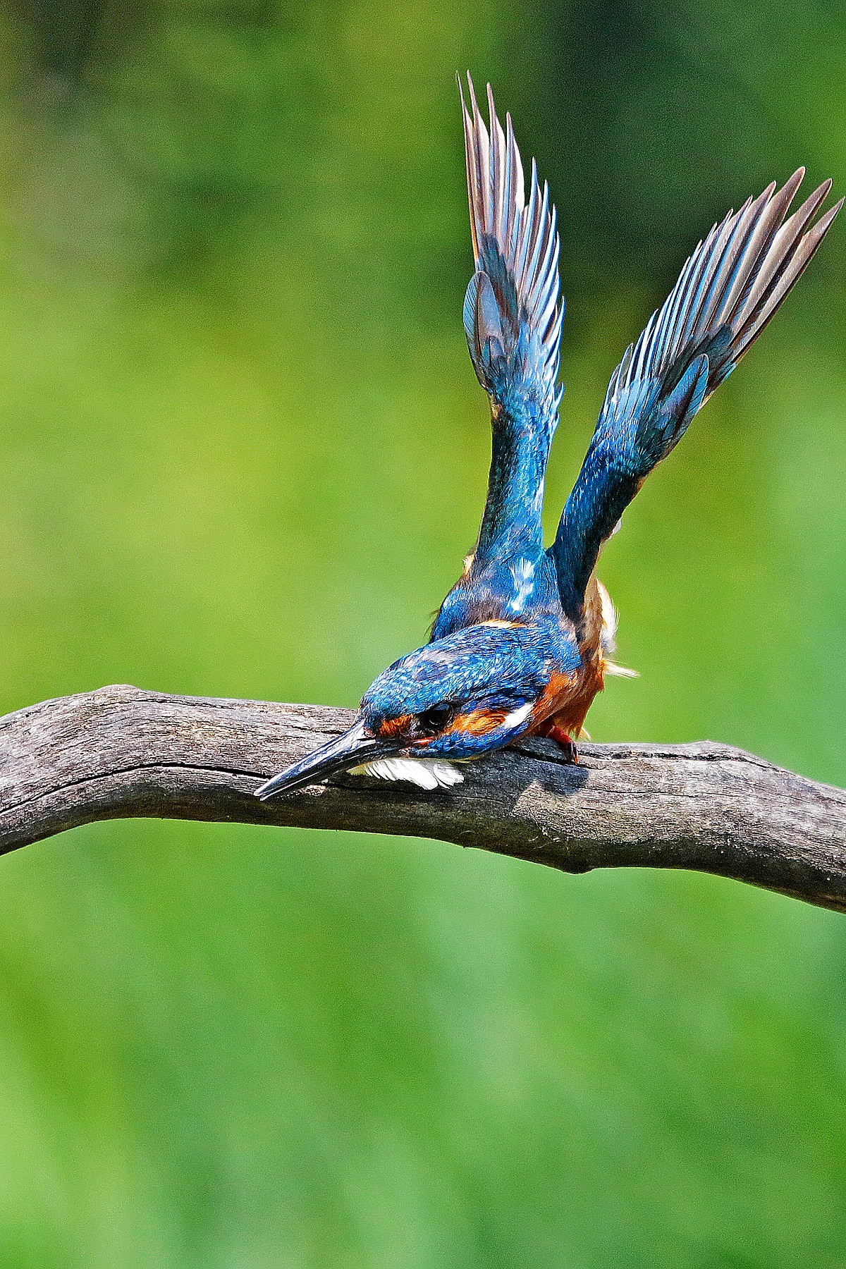 ...pronto allo scatto!...