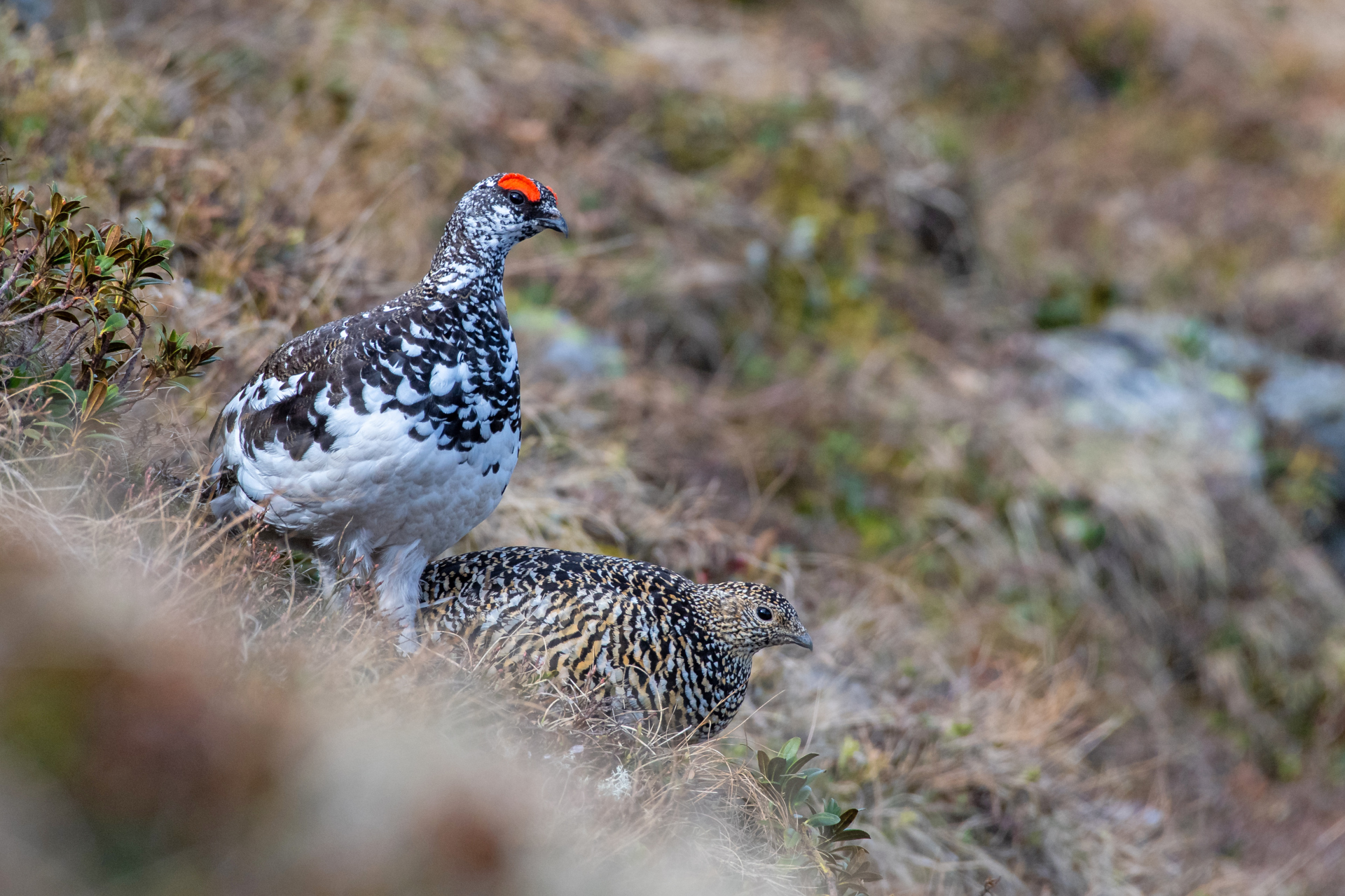 Pernice bianca - la coppia