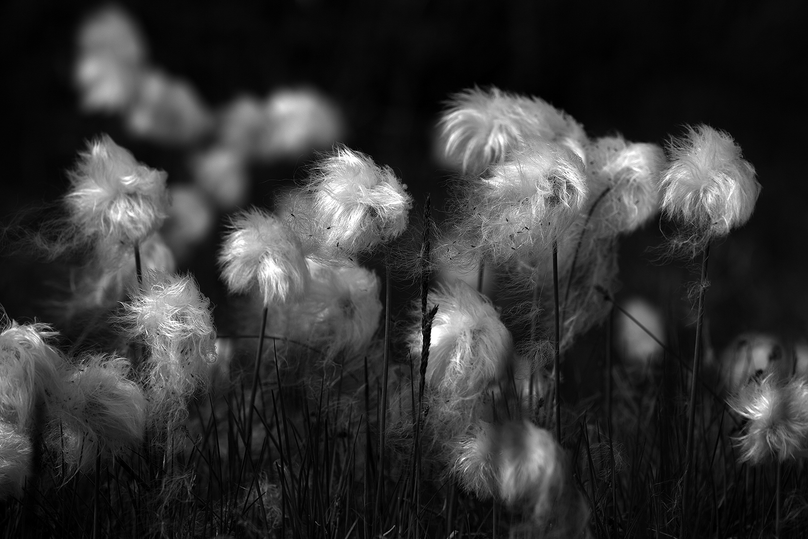 cotton grass