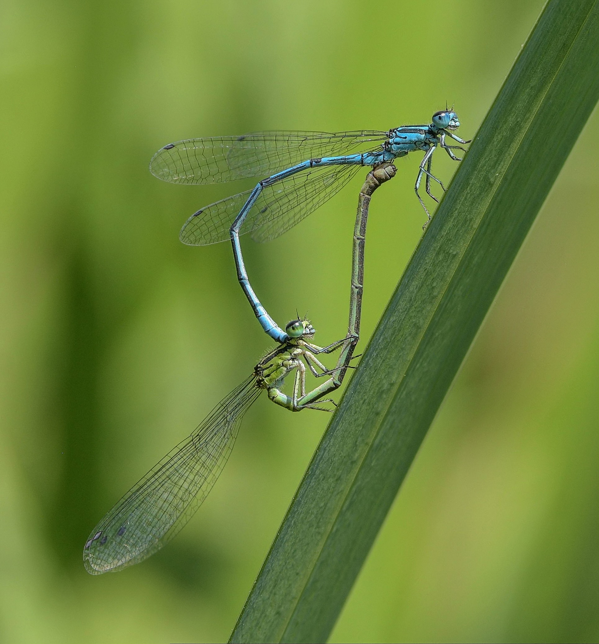 L'accoppiamento delle damigelle