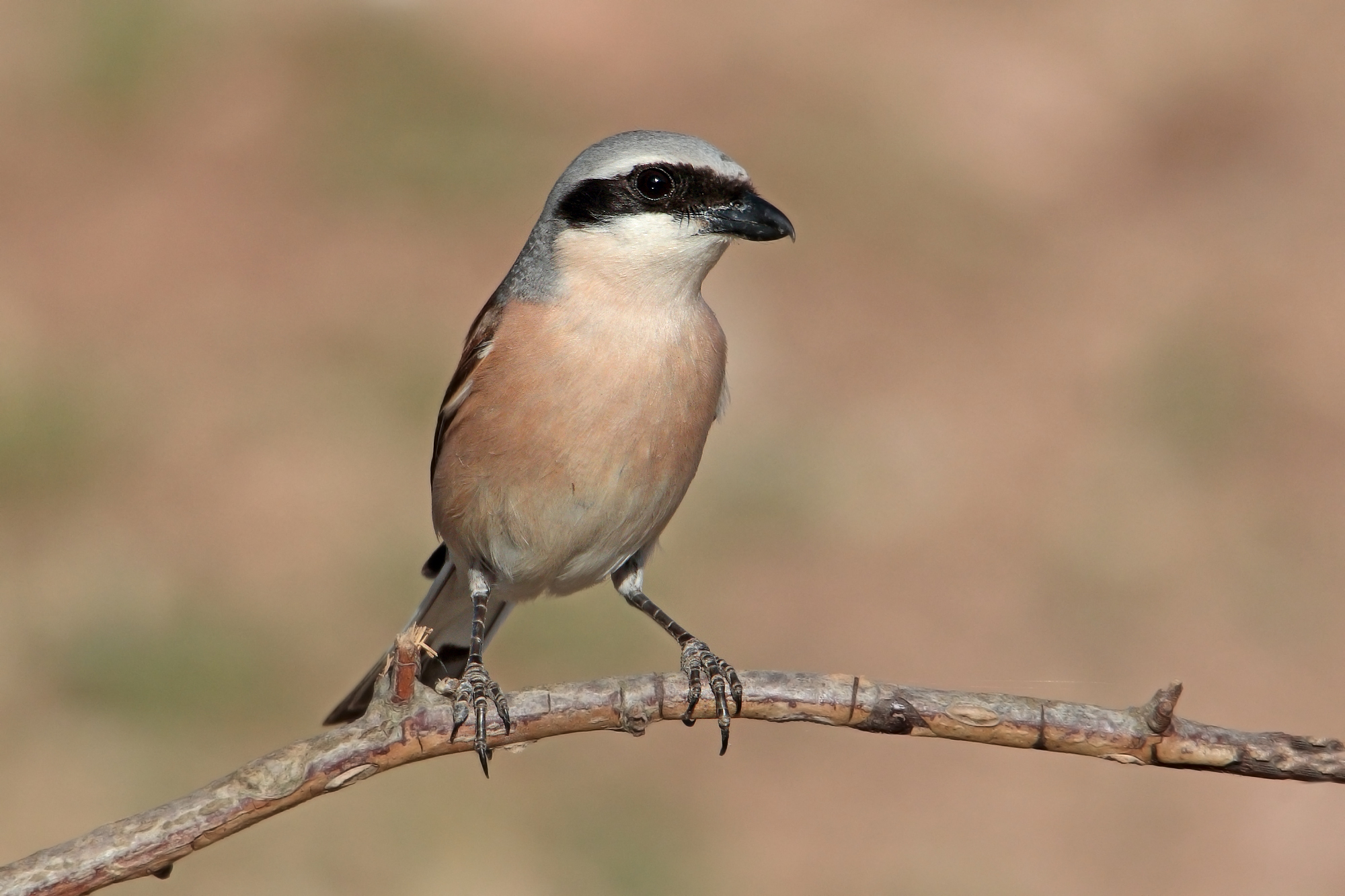 averla piccola maschio