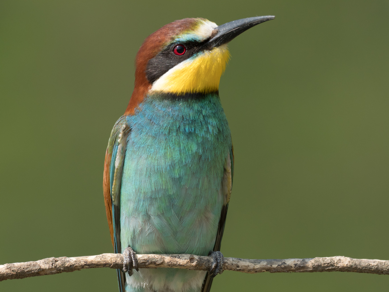 Bee-eater
