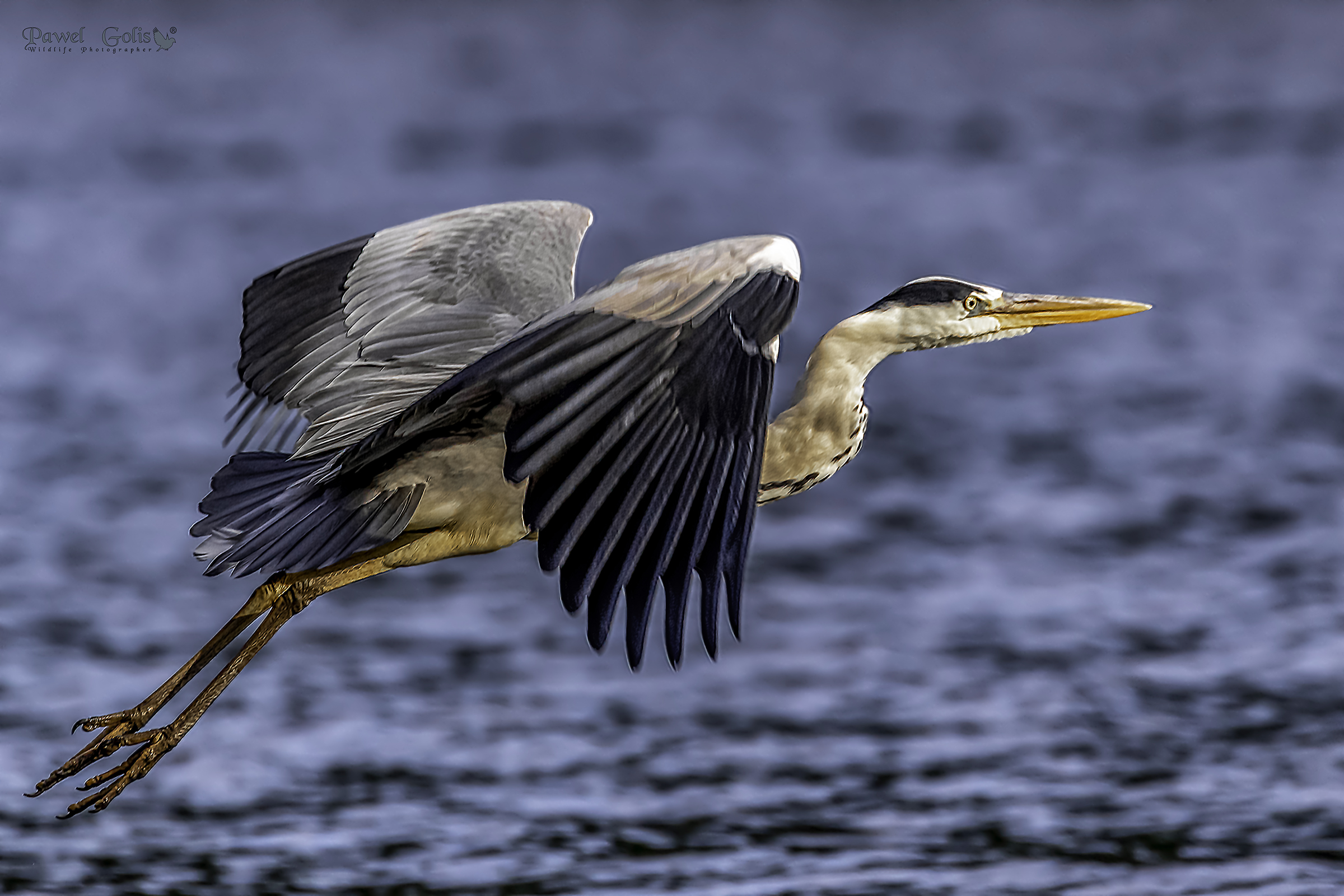 Aironi grigi (Ardea cinerea)