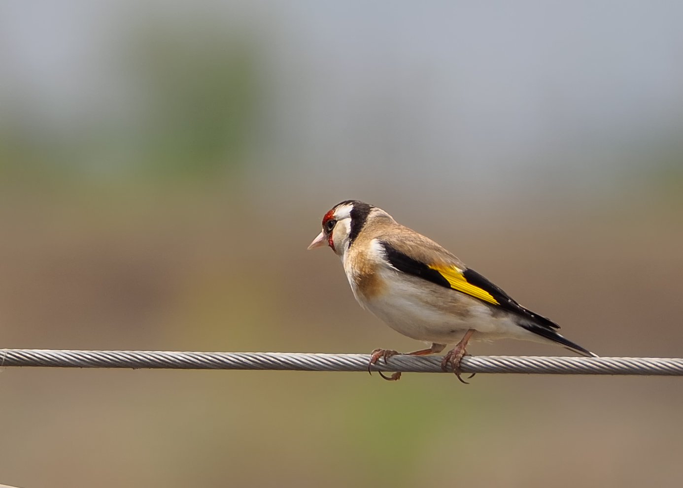 Goldfinch