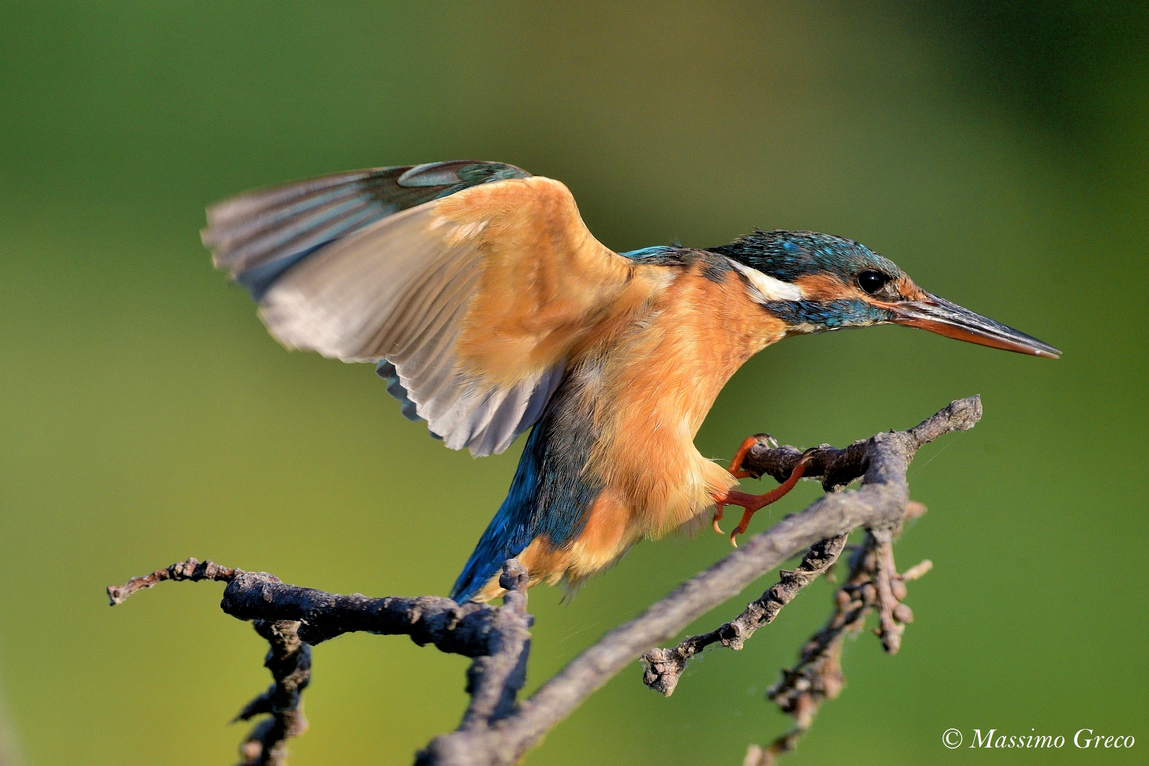 Martin fisherman at docking