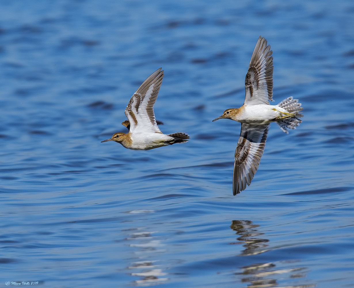 Small Pyro (Actitis hypoleucos)