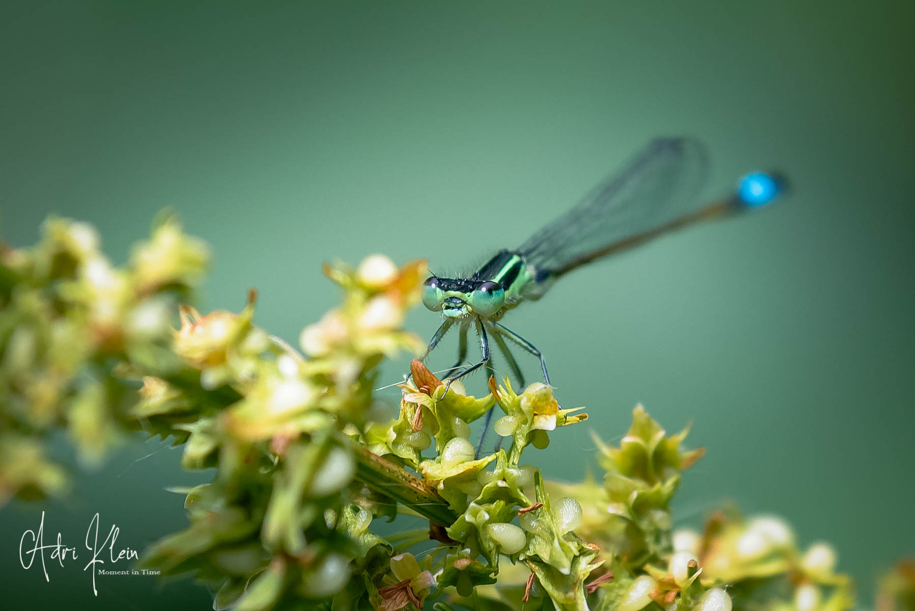 Dragonfly