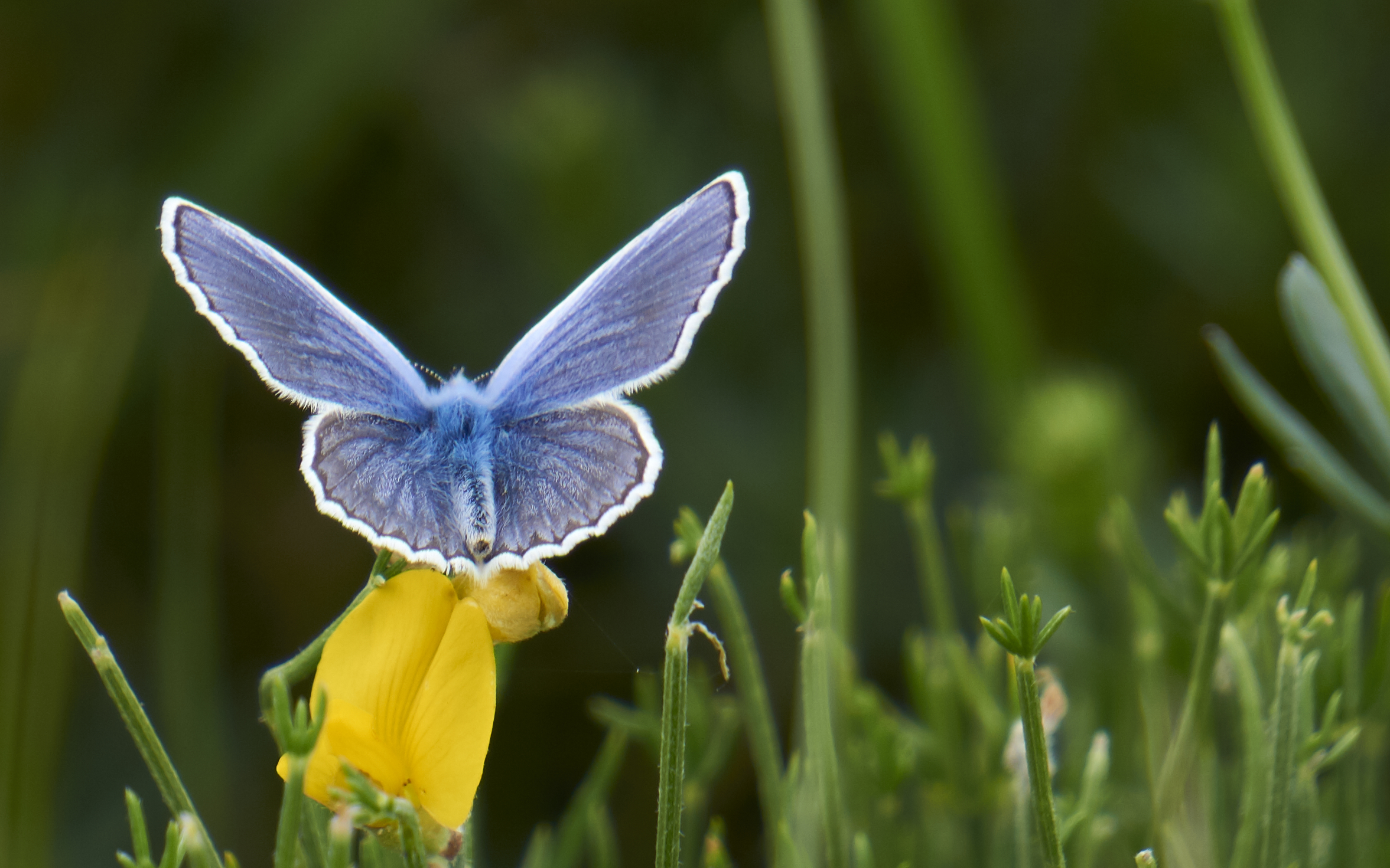 Polyommatus icarus