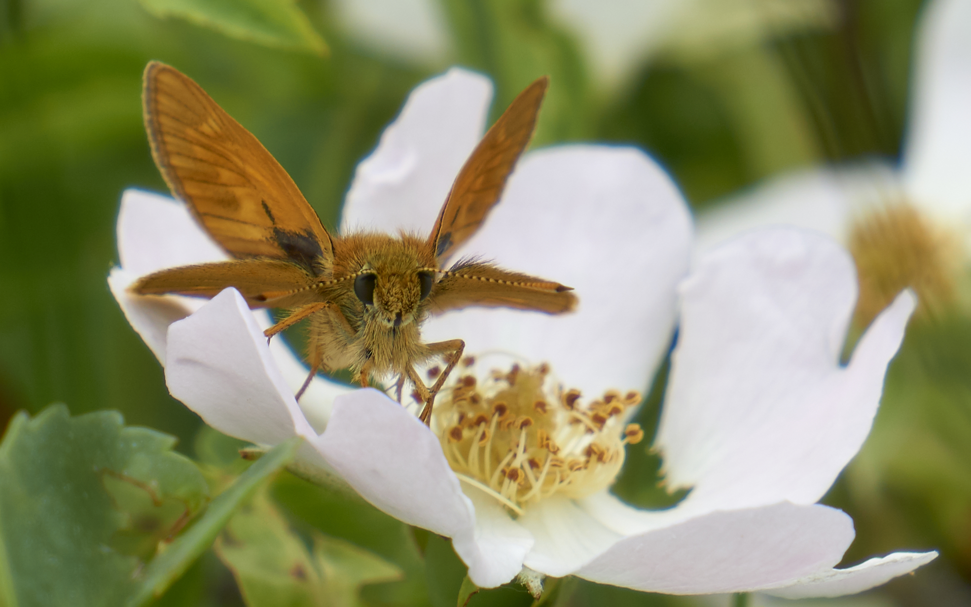 Esperide dei boschi (Ochlodes sylvanus)
