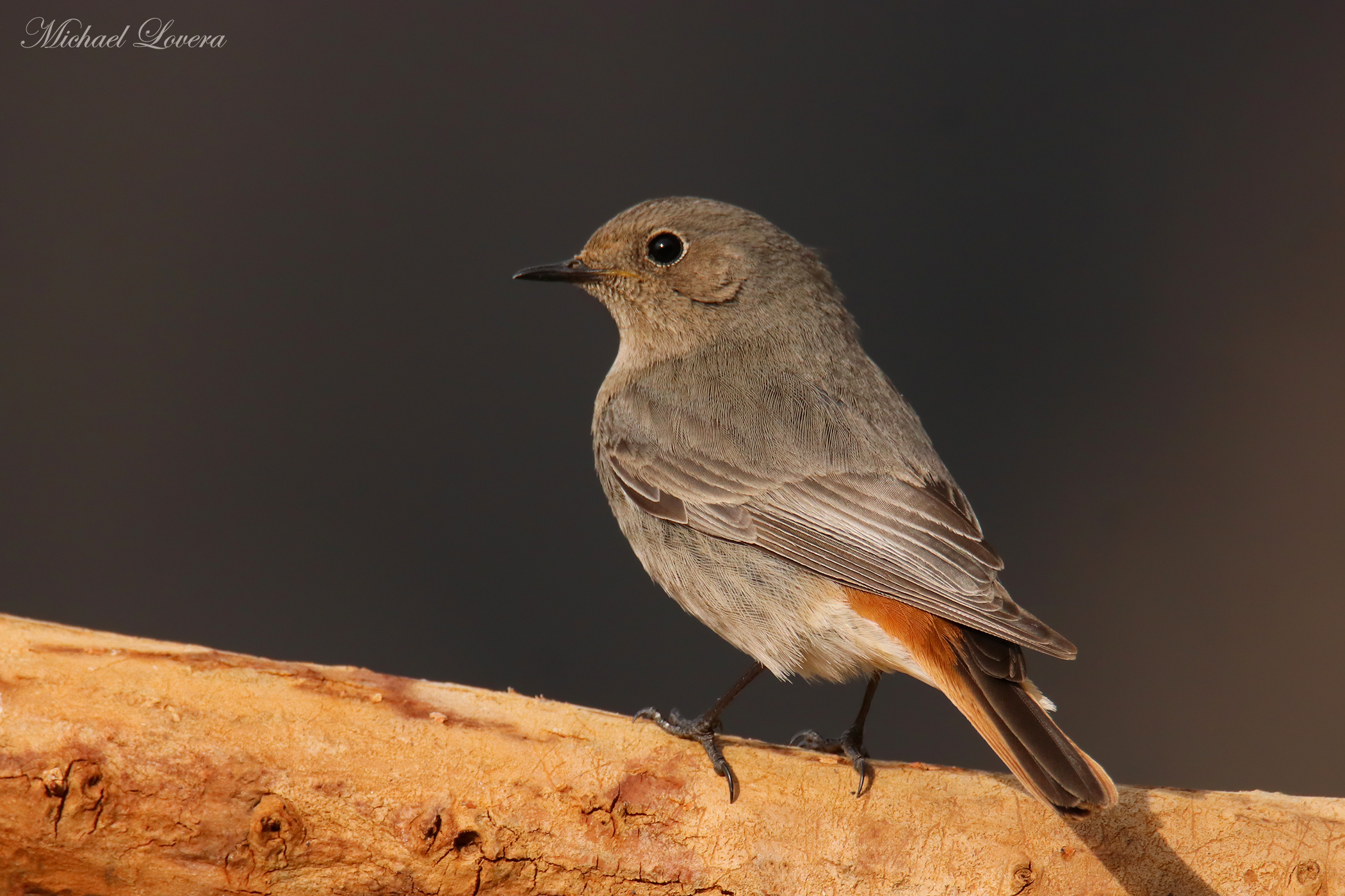 Codirosso Spazzacamino